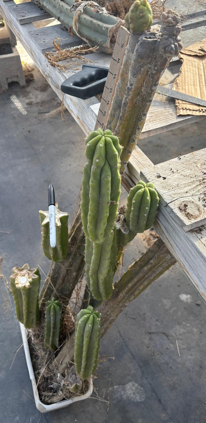 #EC25 EXACT Trichocereus Pachanoi "PC" Cactus Tree 3’ or so-Cactus - Large - Exact-The Succulent Source