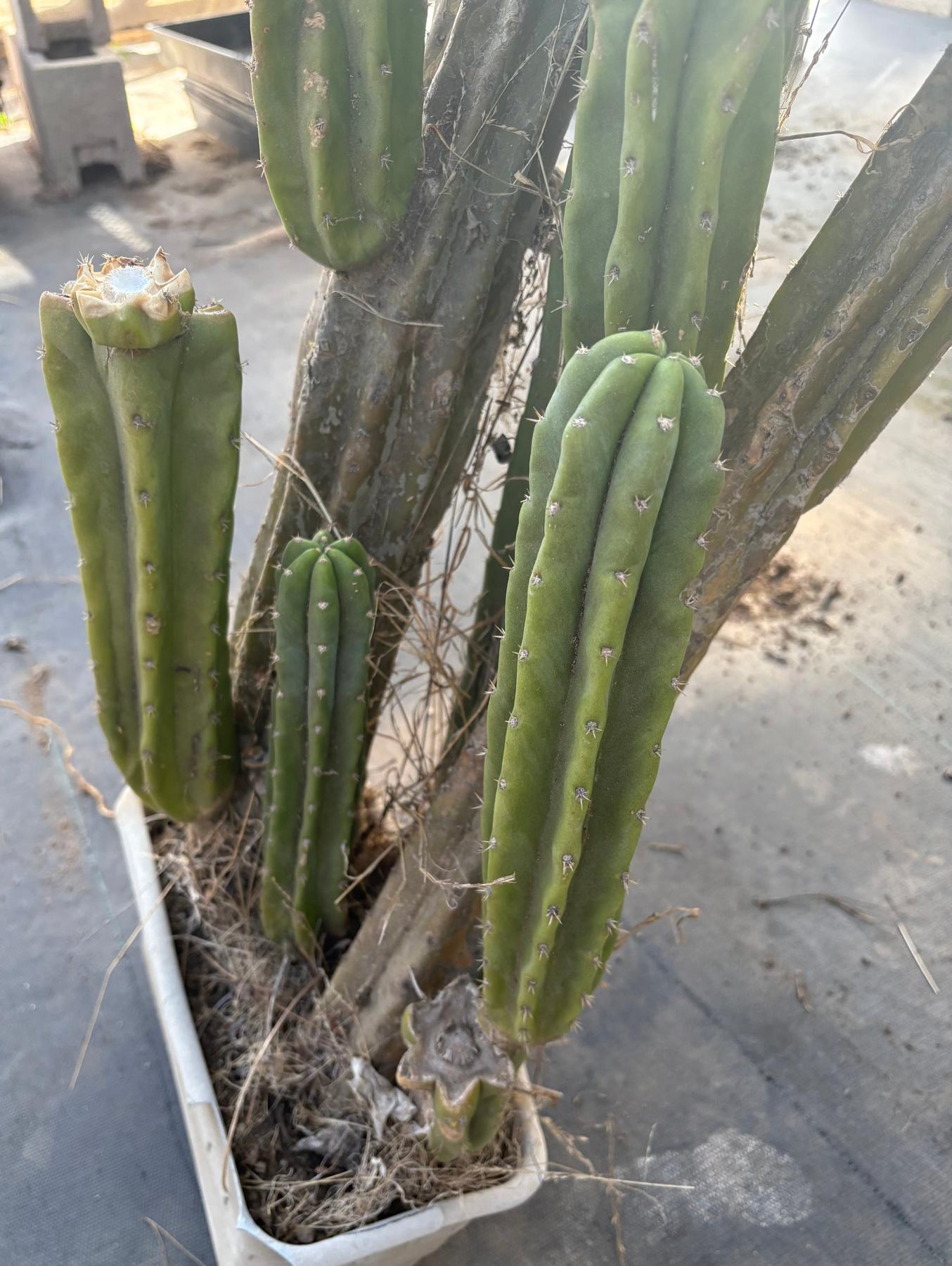 #EC25 EXACT Trichocereus Pachanoi "PC" Cactus Tree 3’ or so-Cactus - Large - Exact-The Succulent Source