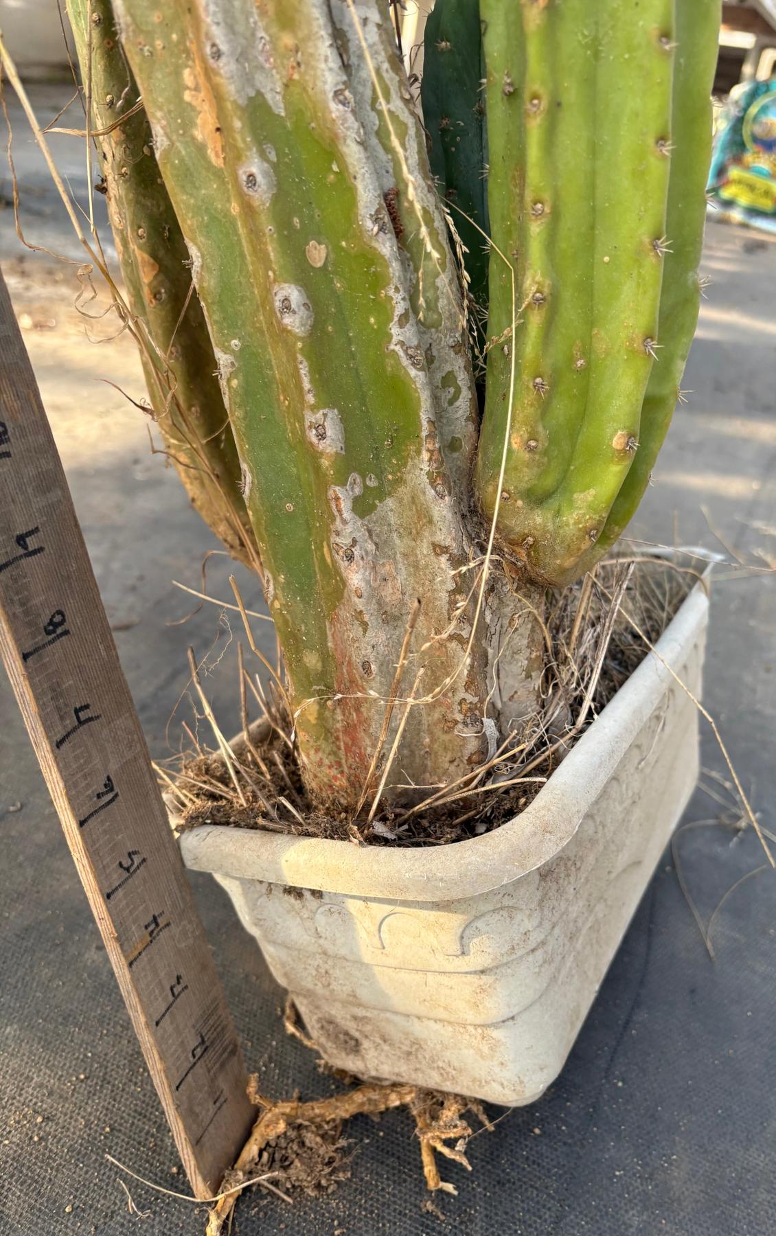 #EC25 EXACT Trichocereus Pachanoi "PC" Cactus Tree 3’ or so-Cactus - Large - Exact-The Succulent Source