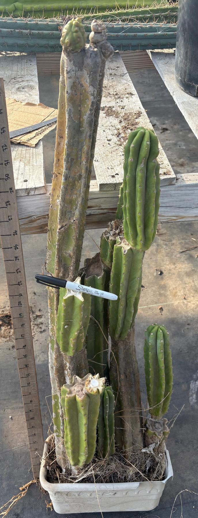 #EC25 EXACT Trichocereus Pachanoi "PC" Cactus Tree 3’ or so-Cactus - Large - Exact-The Succulent Source