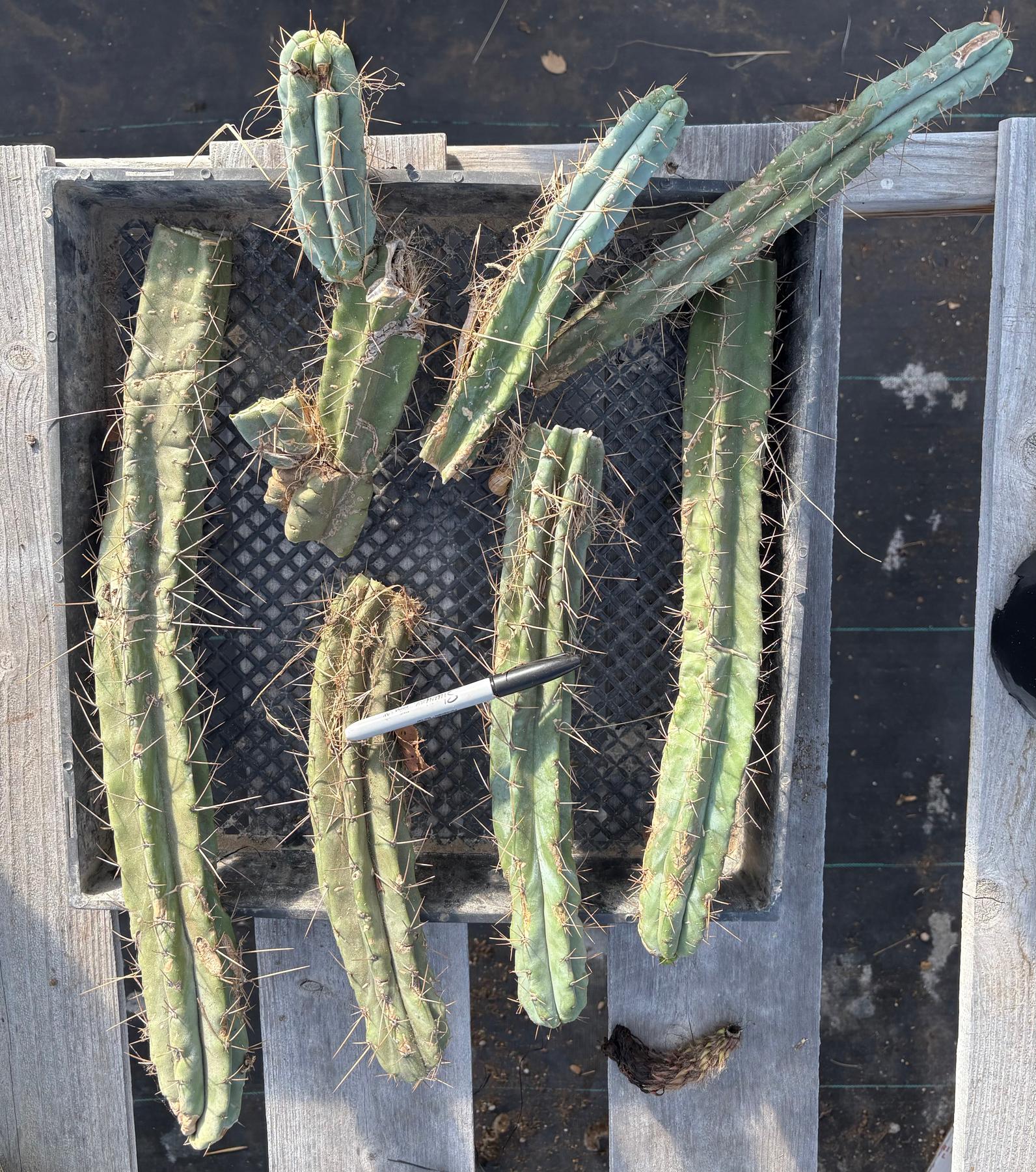 #EC252 EXACT Trichocereus Bridgesii TLC Bargain Cactus Cutting Lot +-Cactus - Large - Exact-The Succulent Source