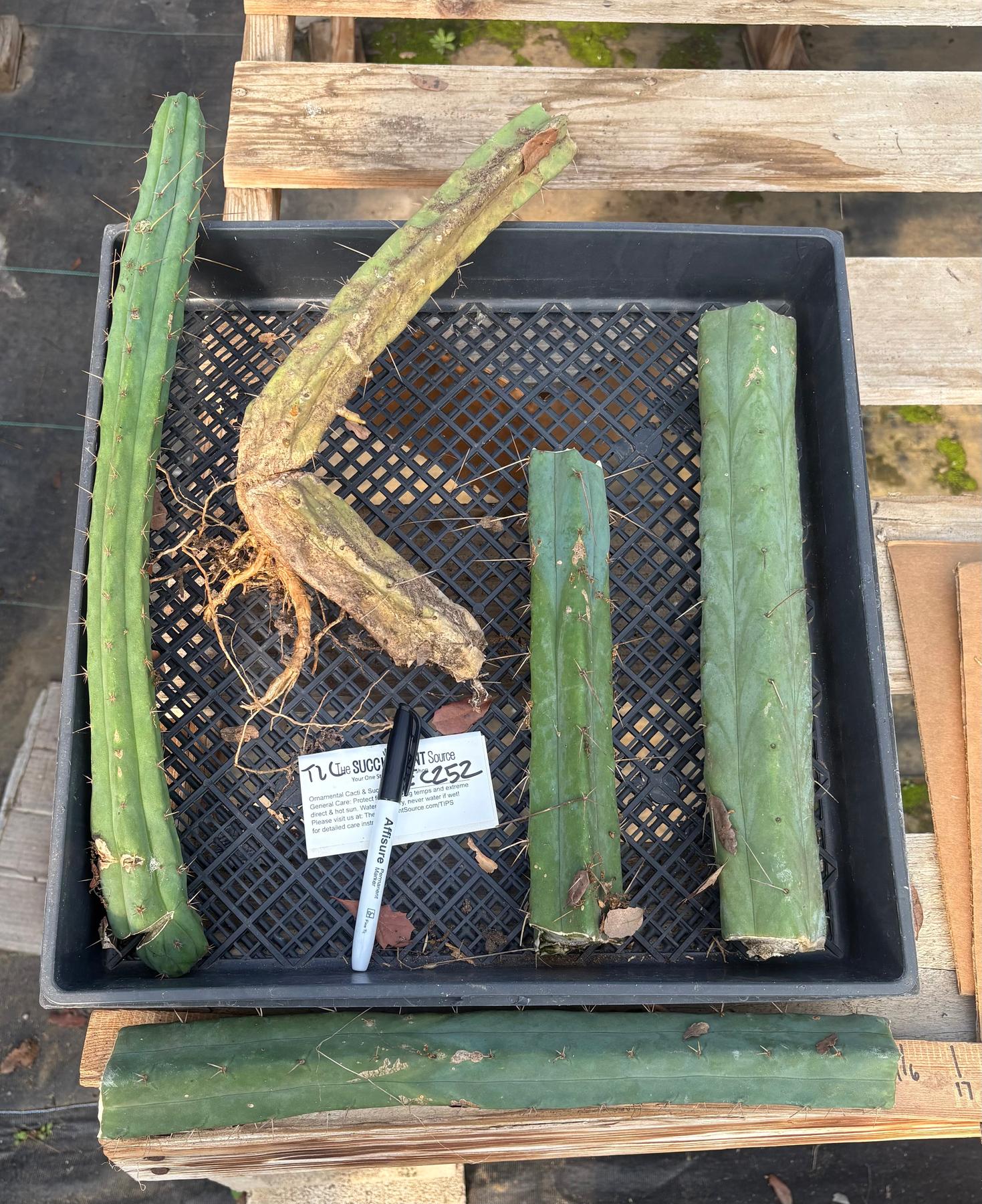 #EC252 EXACT Trichocereus Bridgesii TLC Bargain Cactus Cutting Lot +-Cactus - Large - Exact-The Succulent Source