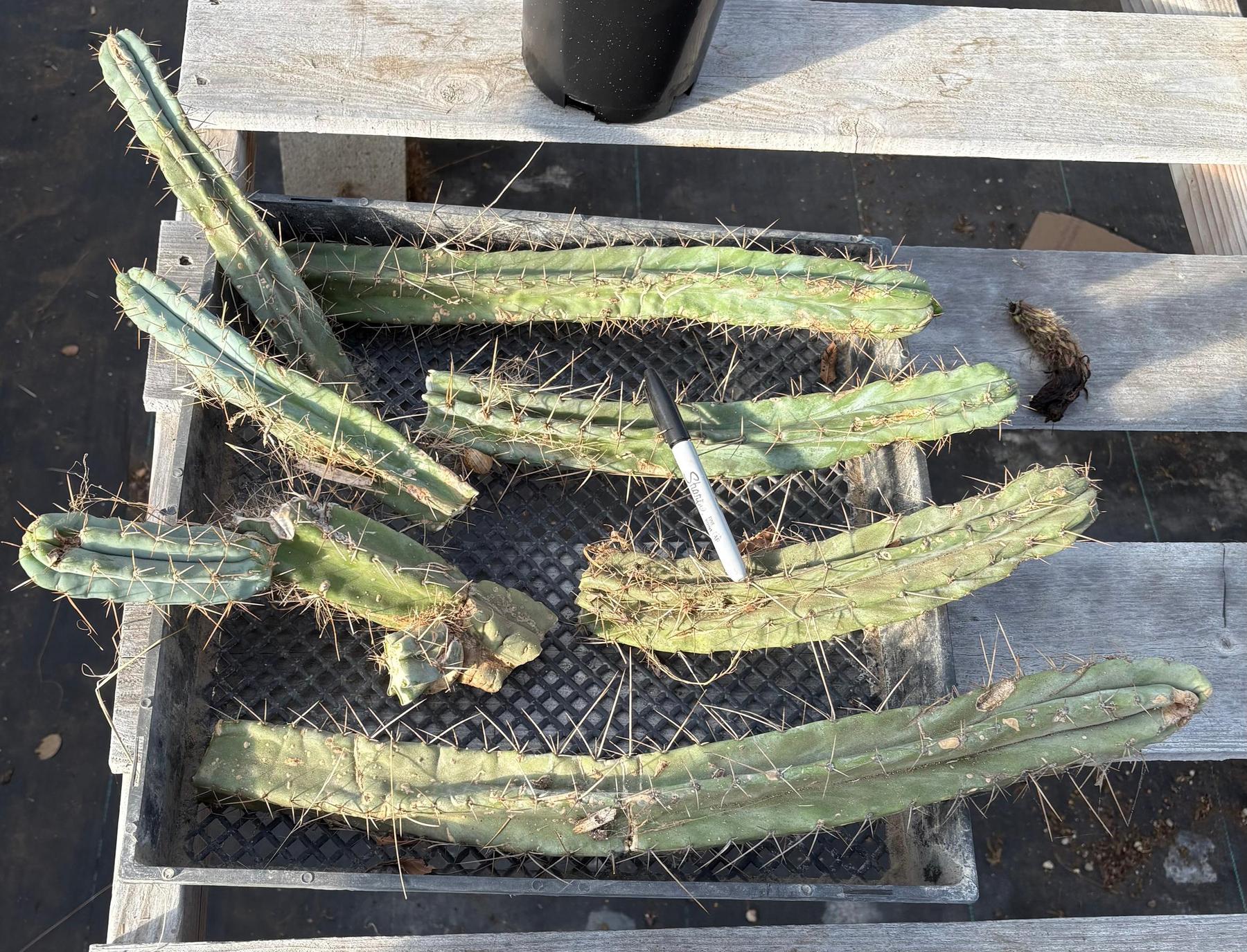 #EC252 EXACT Trichocereus Bridgesii TLC Bargain Cactus Cutting Lot +-Cactus - Large - Exact-The Succulent Source