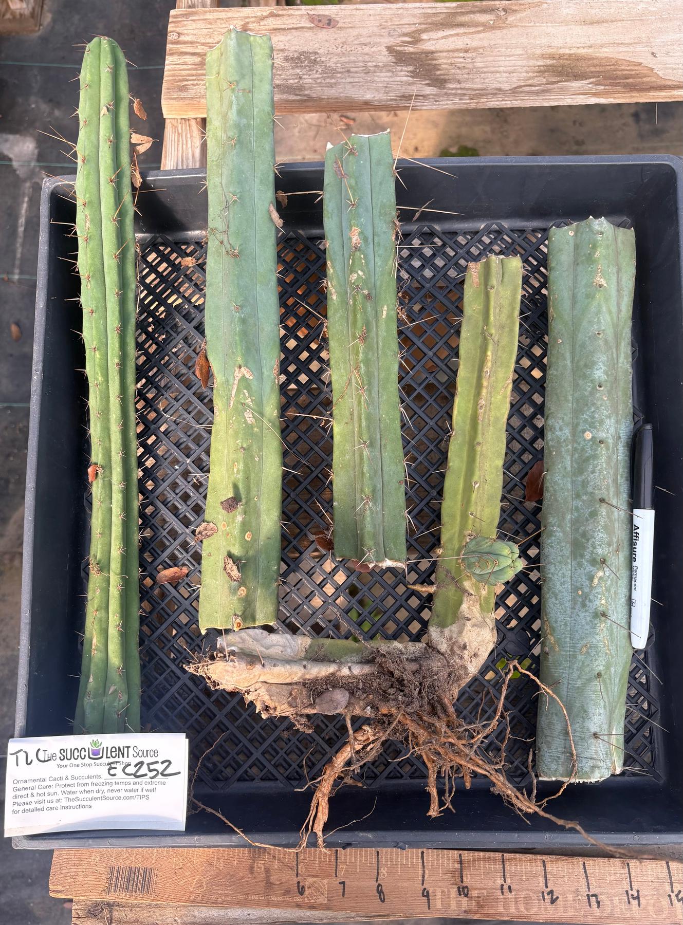 #EC252 EXACT Trichocereus Bridgesii TLC Bargain Cactus Cutting Lot +-Cactus - Large - Exact-The Succulent Source