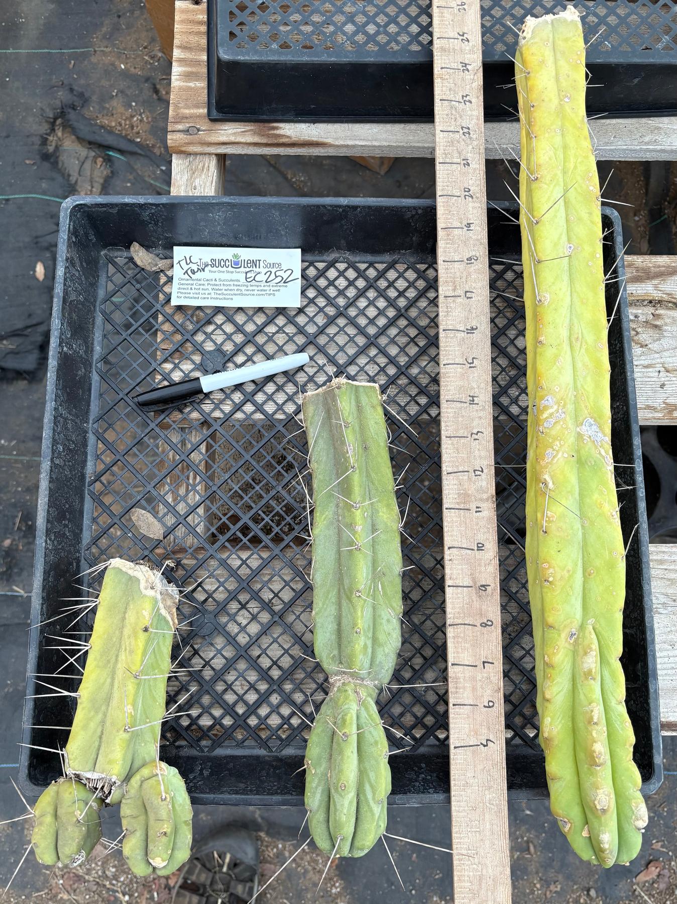 #EC252 EXACT Trichocereus Jiimz Bridgesii TLC Twin Spine Bargain Cactus Cutting Lot-Cactus - Large - Exact-The Succulent Source