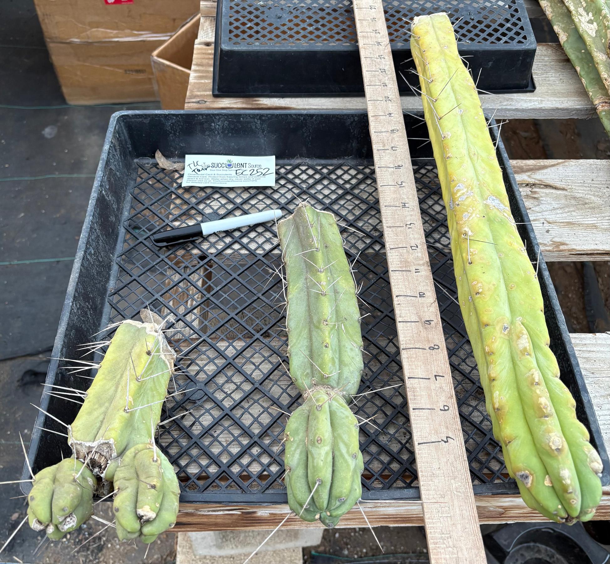 #EC252 EXACT Trichocereus Jiimz Bridgesii TLC Twin Spine Bargain Cactus Cutting Lot-Cactus - Large - Exact-The Succulent Source