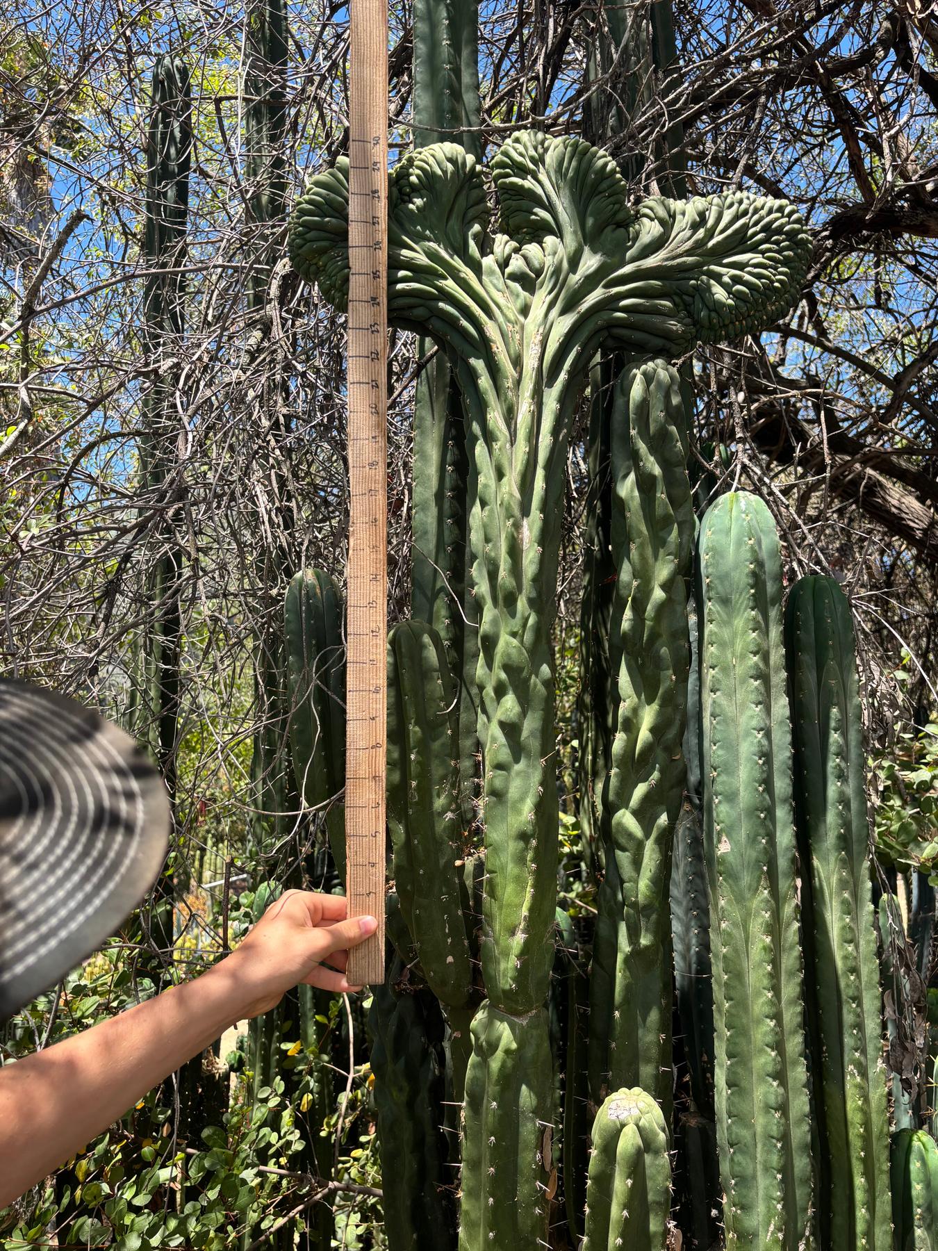 #EC253 EXACT Trichocereus Pachanoi Crested San Pedro Cactus CUTTING-Cactus - Large - Exact-The Succulent Source