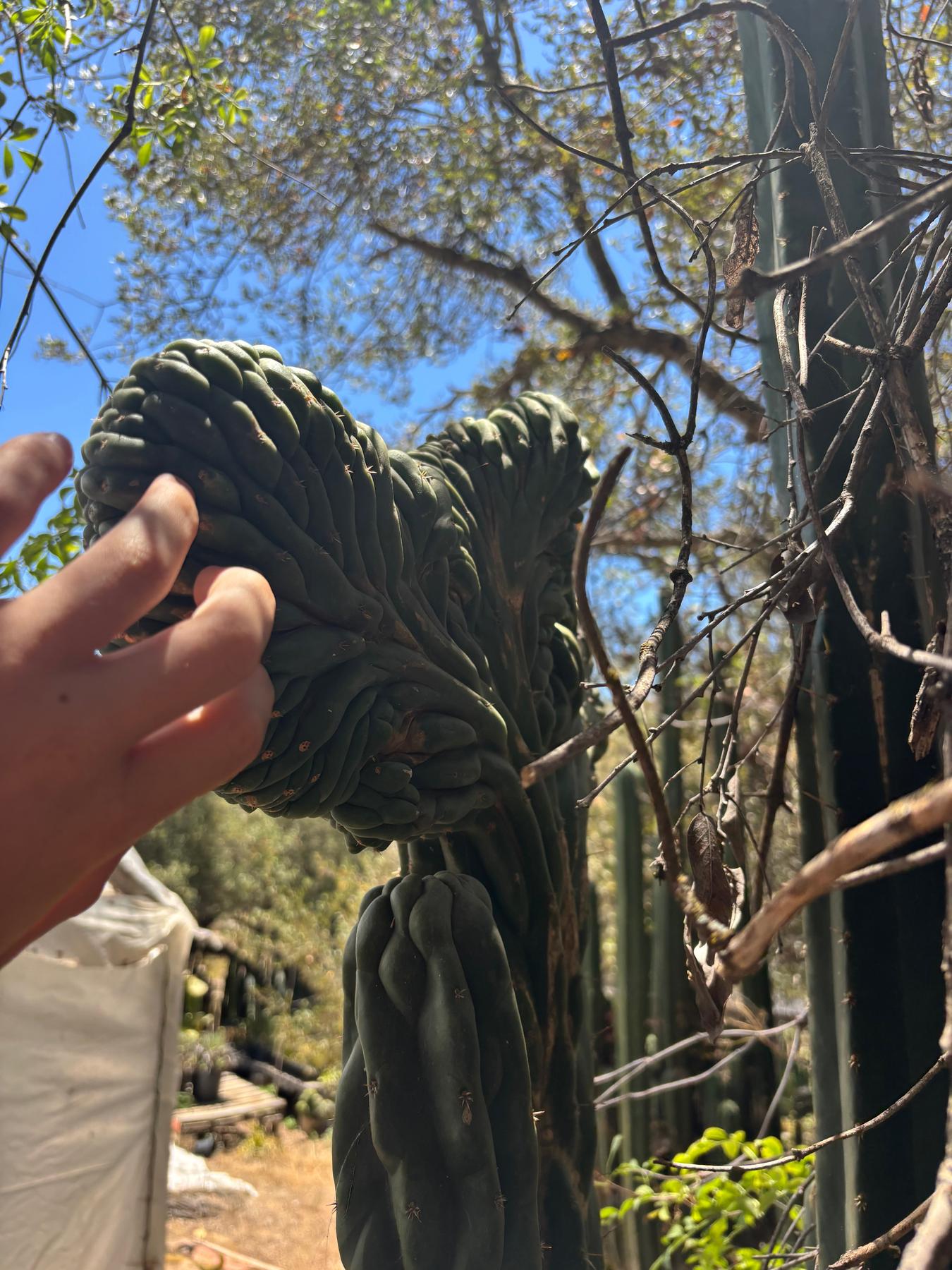 #EC253 EXACT Trichocereus Pachanoi Crested San Pedro Cactus CUTTING-Cactus - Large - Exact-The Succulent Source