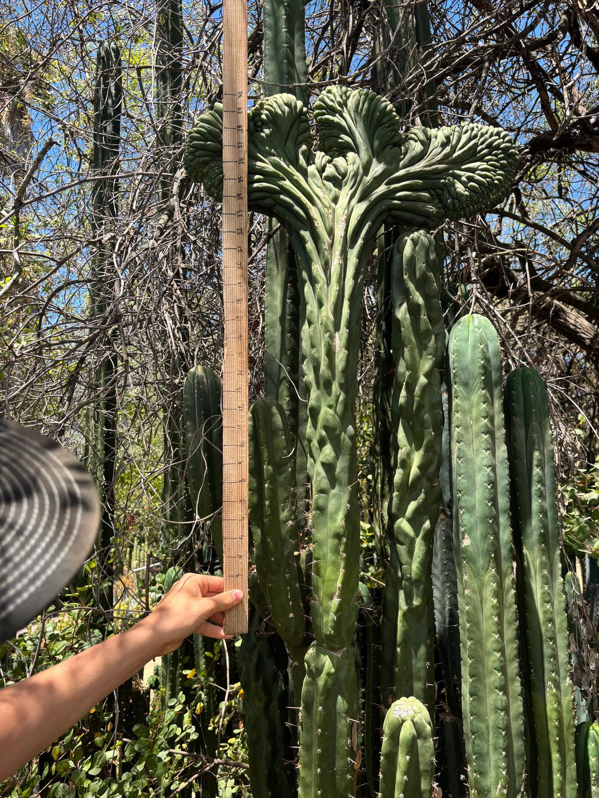 #EC253 EXACT Trichocereus Pachanoi Crested San Pedro Cactus CUTTING-Cactus - Large - Exact-The Succulent Source