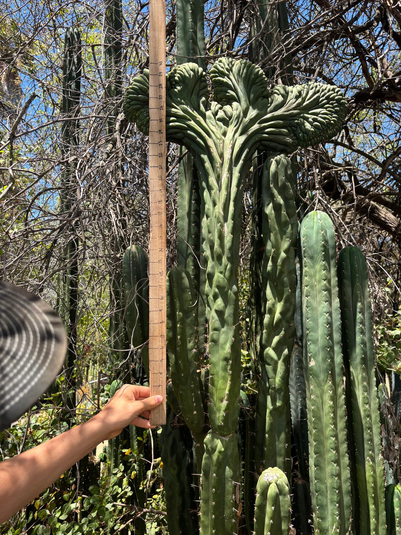 #EC253 EXACT Trichocereus Pachanoi Crested San Pedro Cactus CUTTING-Cactus - Large - Exact-The Succulent Source