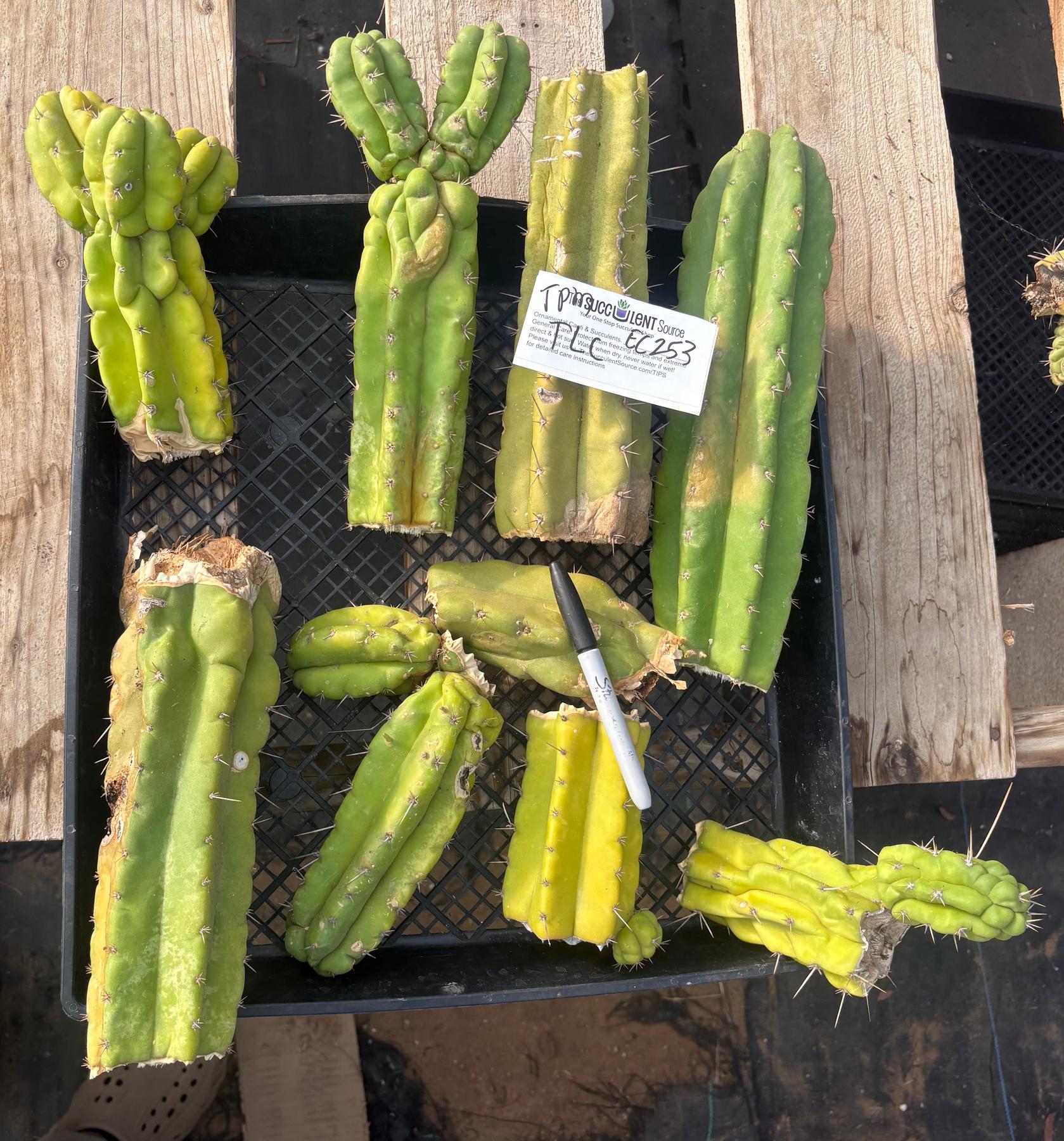 #EC253 EXACT Trichocereus Pachanoi Monstrose TPM TLC Cactus CUTTING LOT-Cactus - Large - Exact-The Succulent Source