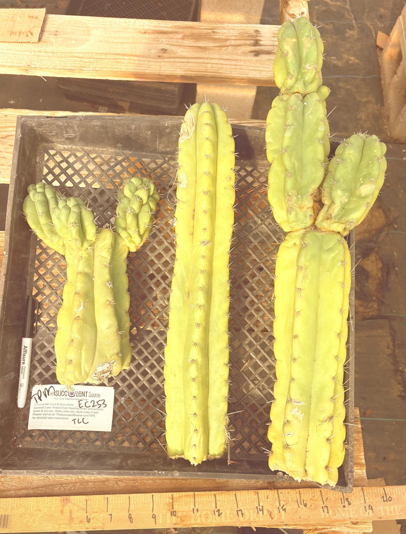 #EC253 EXACT Trichocereus Pachanoi Monstrose TPM TLC Cactus CUTTING LOT-Cactus - Large - Exact-The Succulent Source