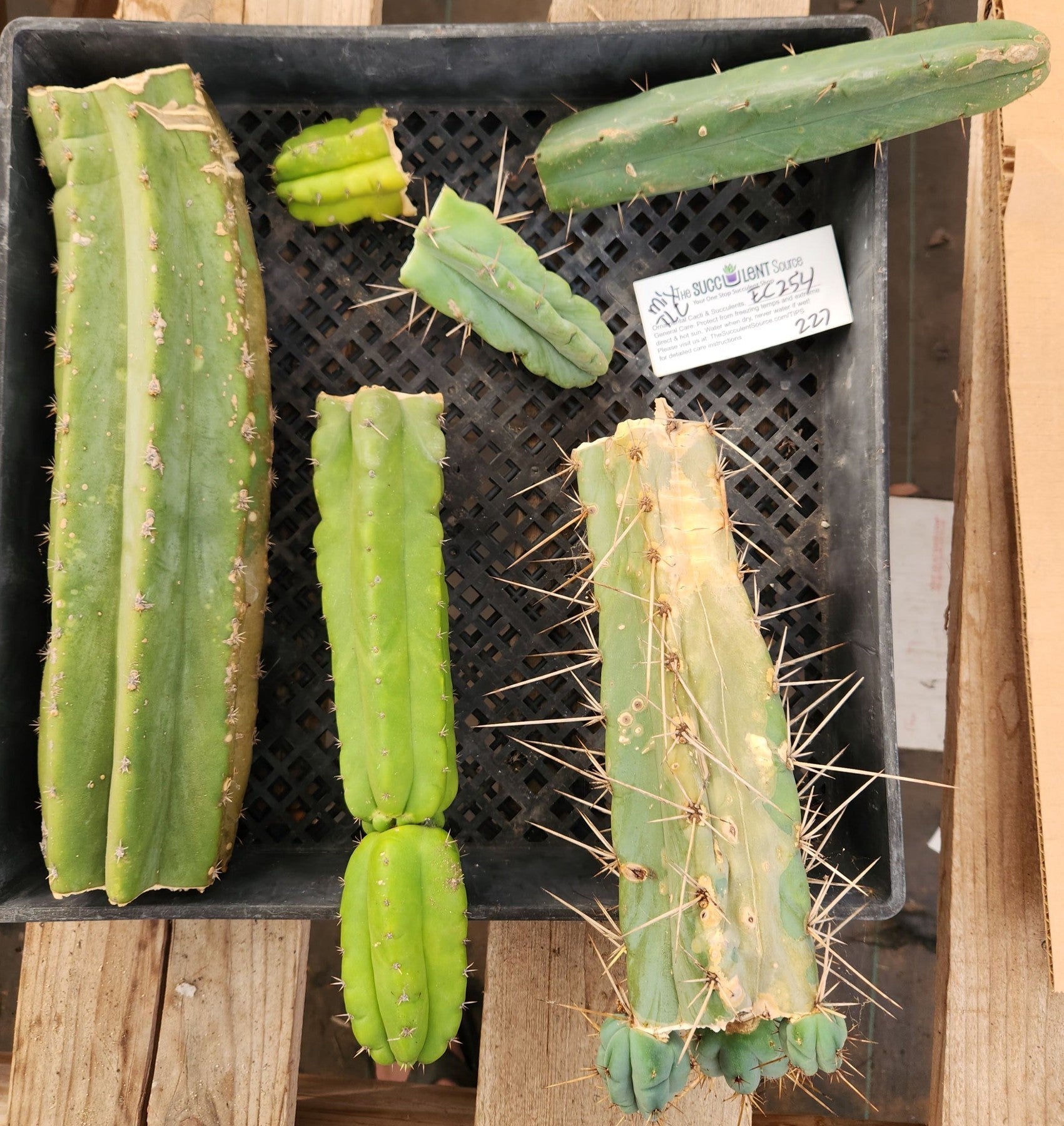 #EC254 EXACT Trichocereus MIXED TLC Ornamental Cactus CUTTING Lot-Cactus - Large - Exact-The Succulent Source