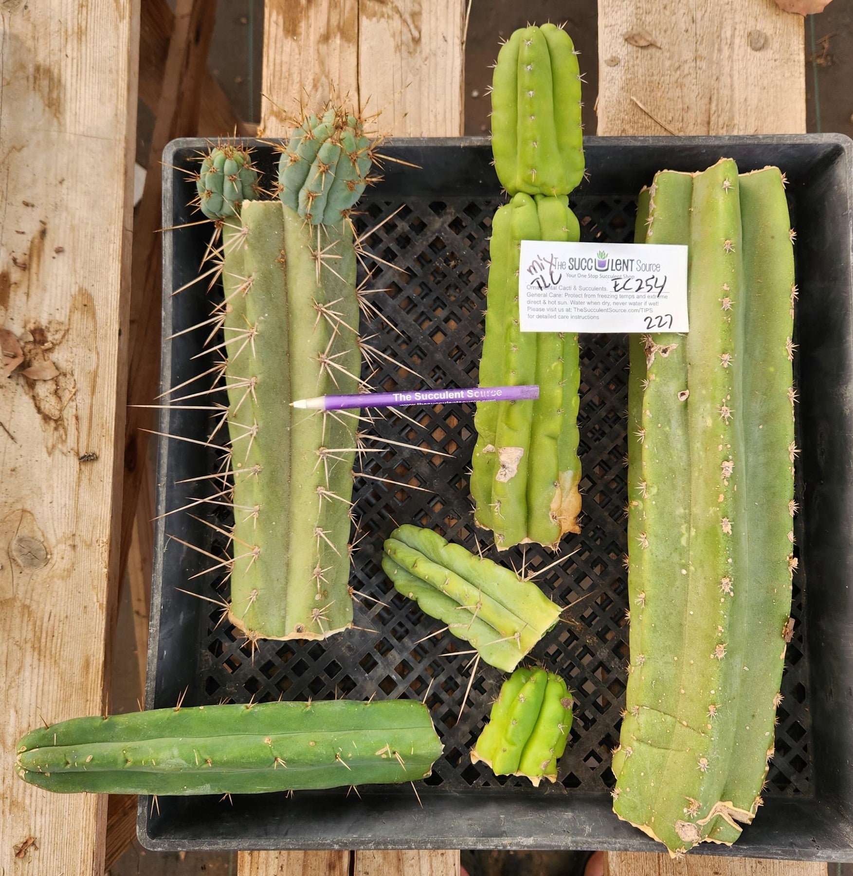 #EC254 EXACT Trichocereus MIXED TLC Ornamental Cactus CUTTING Lot-Cactus - Large - Exact-The Succulent Source