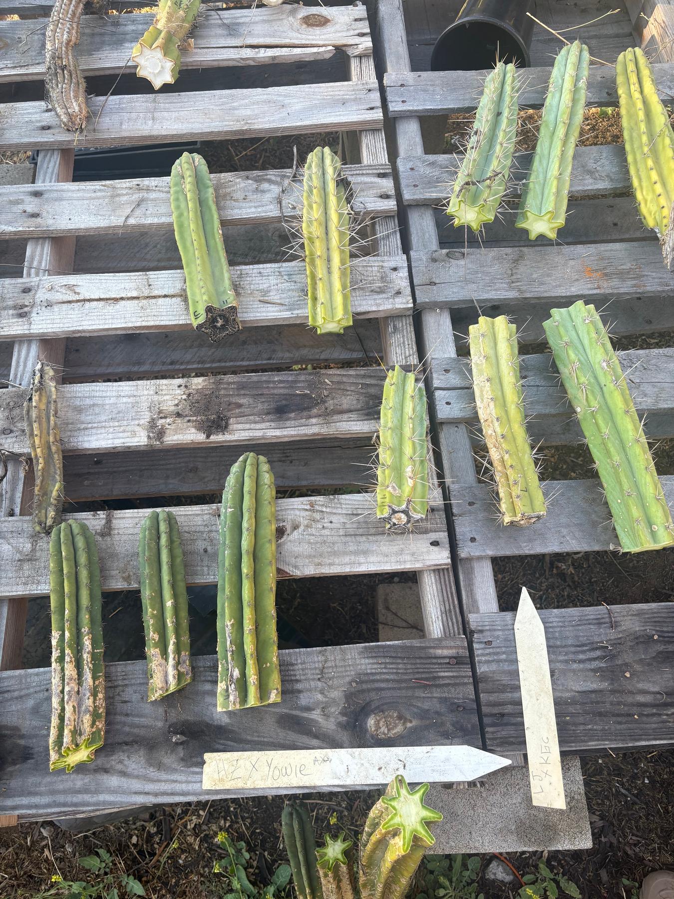 #EC254 Trichocereus MIXED TLC Bargain Cactus CUTTING Lot 60”+-Cactus - Large - Exact-The Succulent Source