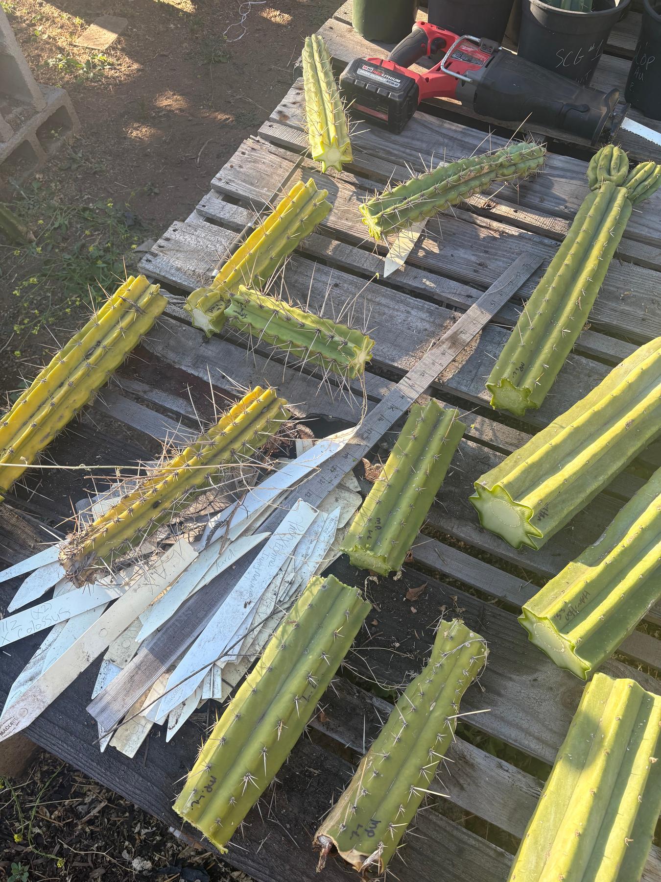 #EC254 Trichocereus MIXED TLC Bargain Cactus CUTTING Lot 60”+-Cactus - Large - Exact-The Succulent Source