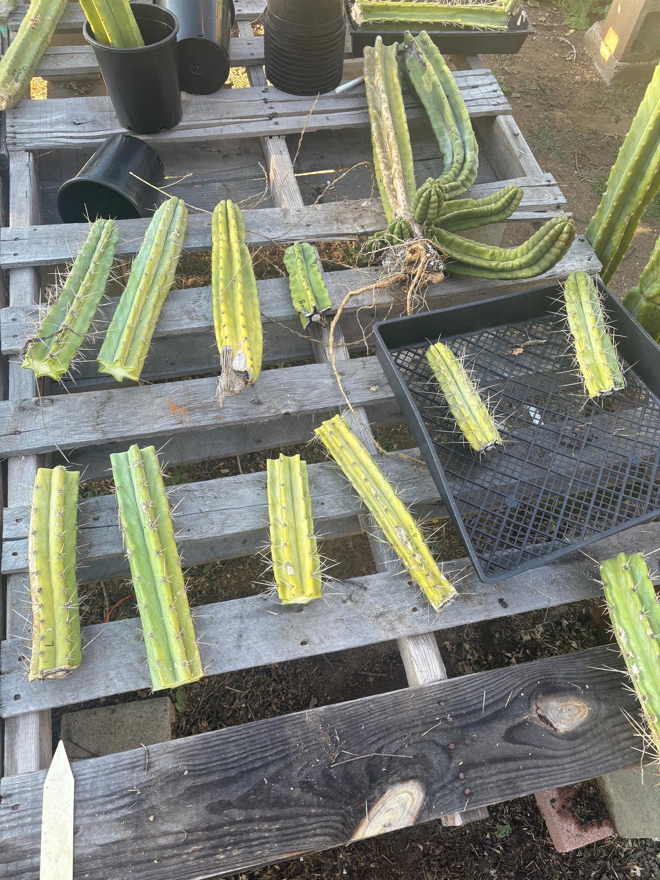 #EC254 Trichocereus MIXED TLC Bargain Cactus CUTTING Lot 60”+-Cactus - Large - Exact-The Succulent Source