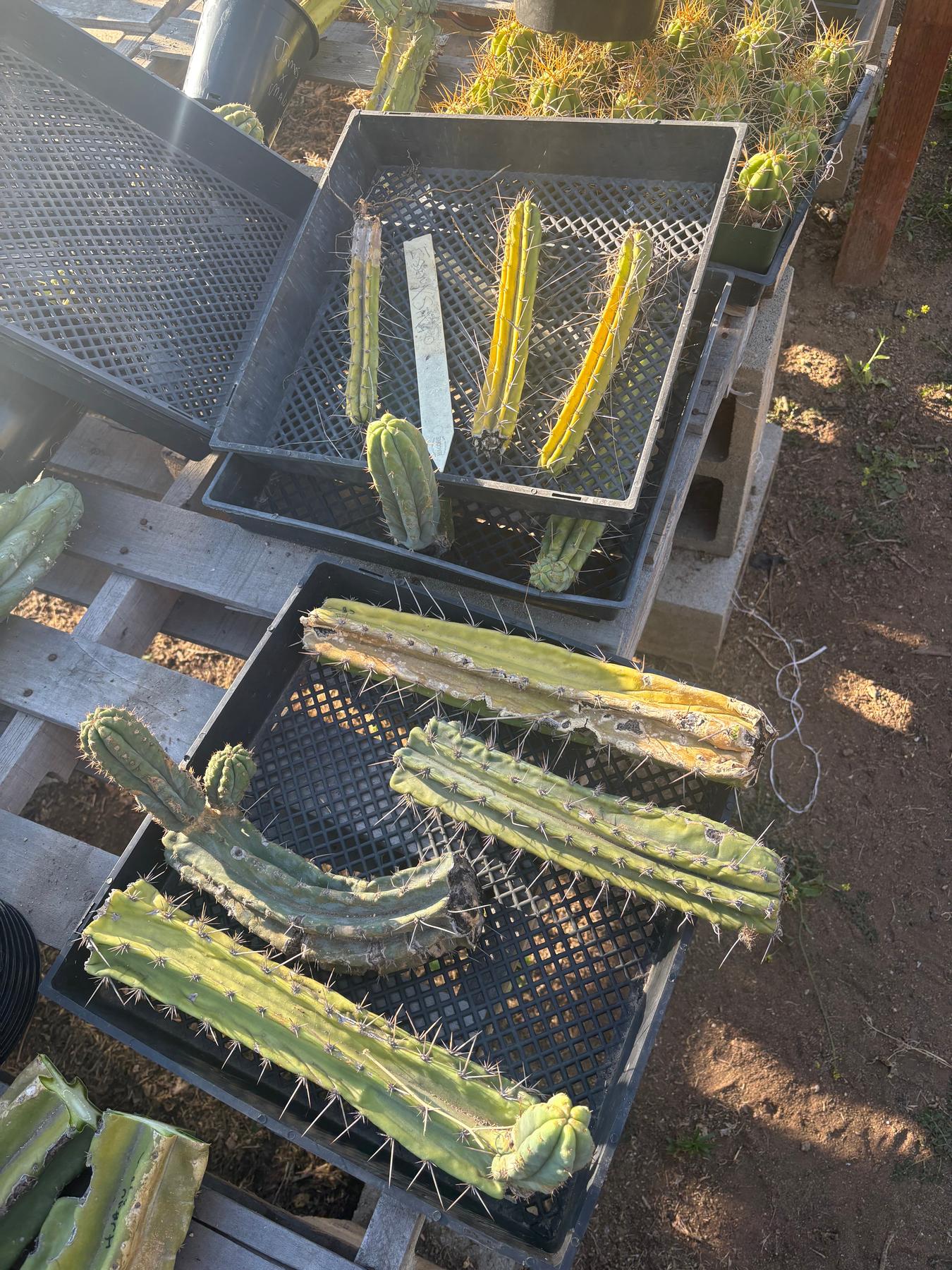 #EC254 Trichocereus MIXED TLC Bargain Cactus CUTTING Lot 60”+-Cactus - Large - Exact-The Succulent Source