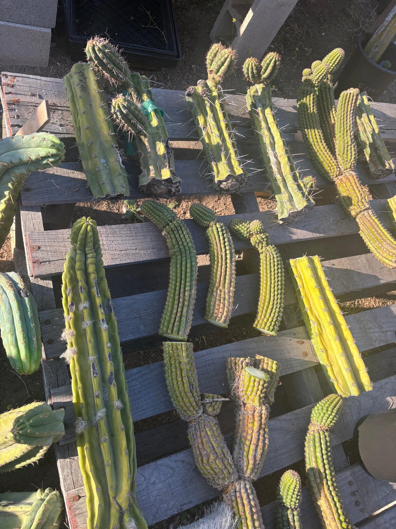 #EC254 Trichocereus MIXED TLC Bargain Cactus CUTTING Lot 60”+-Cactus - Large - Exact-The Succulent Source