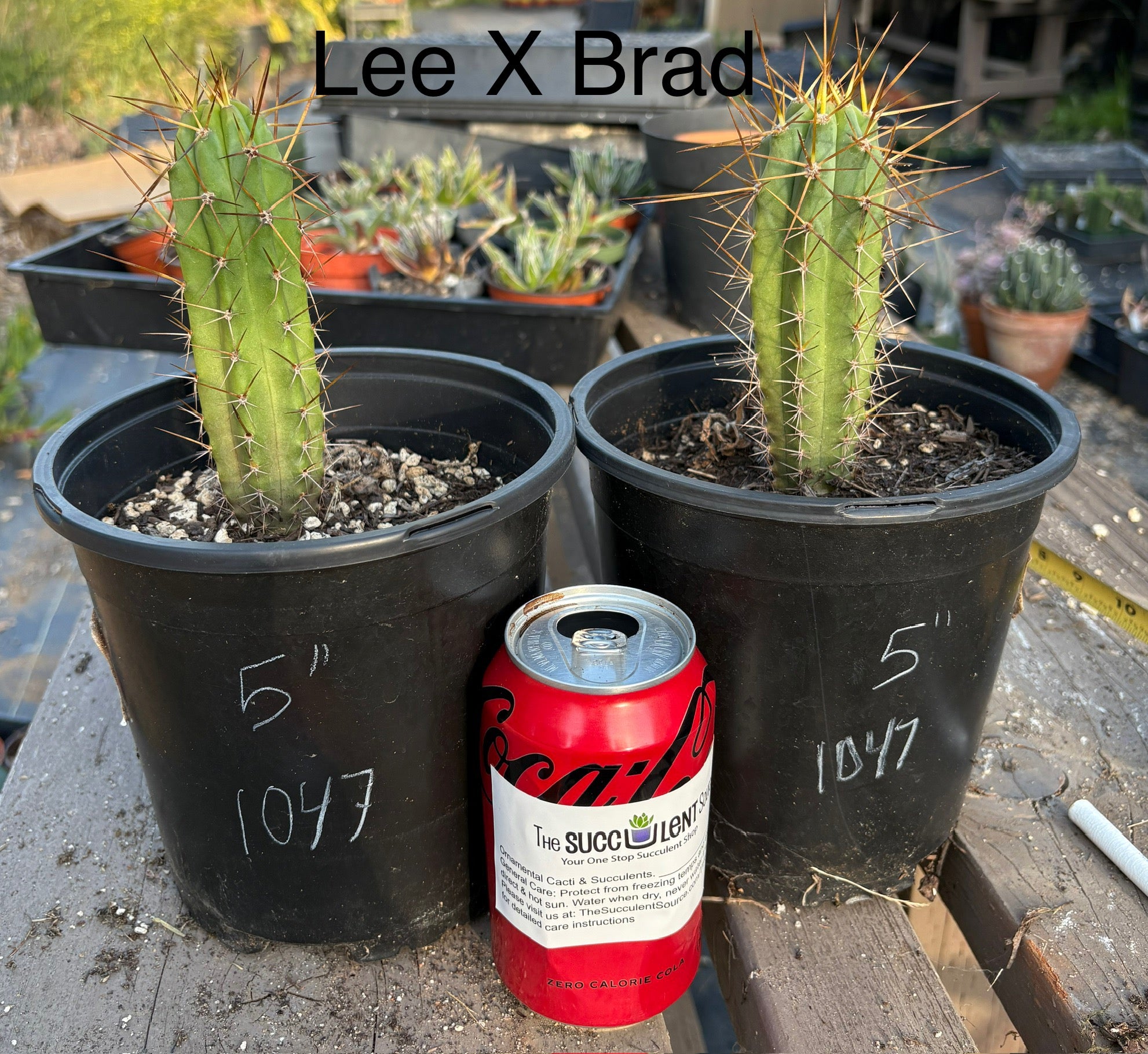 San Pedro Cactus for Sale Trichocereus