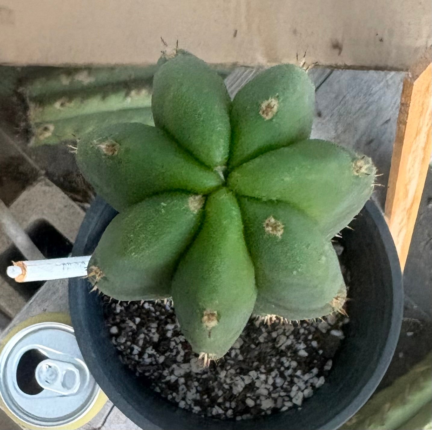 #EC255 EXACT Trichocereus Hybrid Scop Ripple X Bridgesii Lee Cactus 16.5”-Cactus - Large - Exact-The Succulent Source