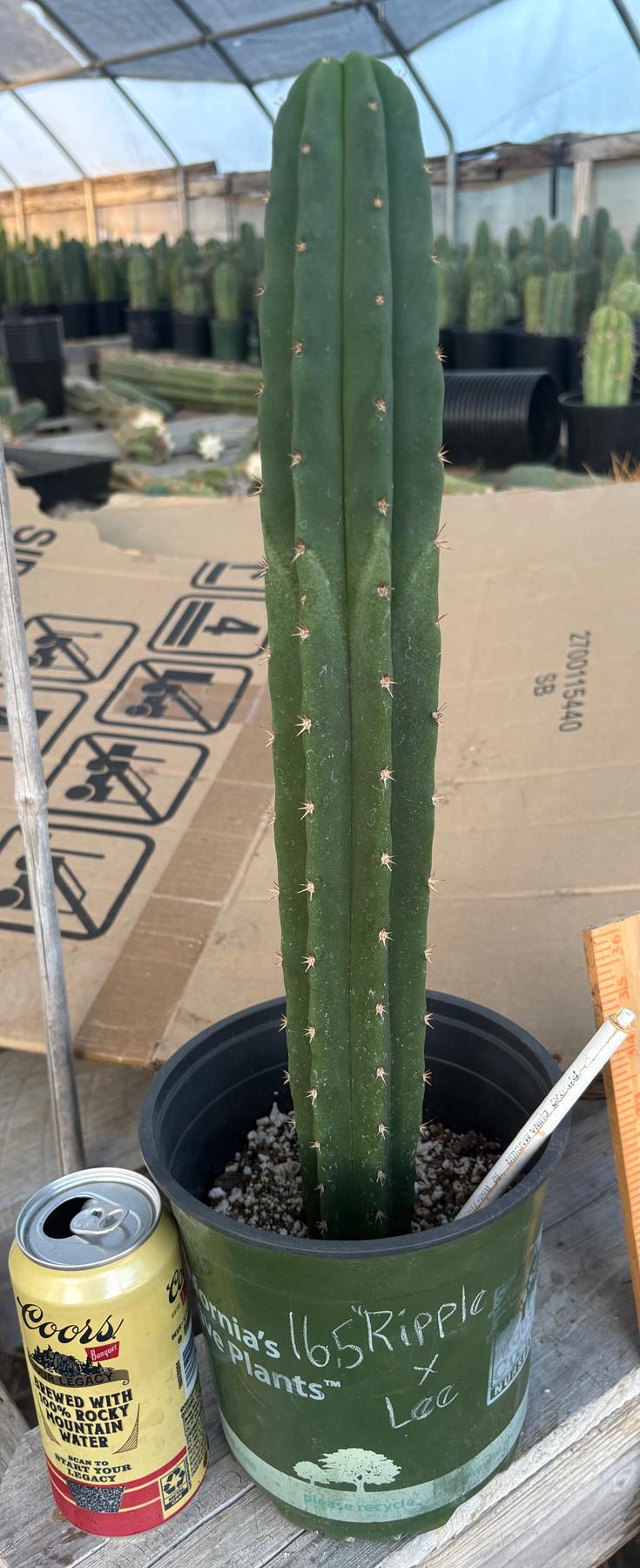#EC255 EXACT Trichocereus Hybrid Scop Ripple X Bridgesii Lee Cactus 16.5”-Cactus - Large - Exact-The Succulent Source