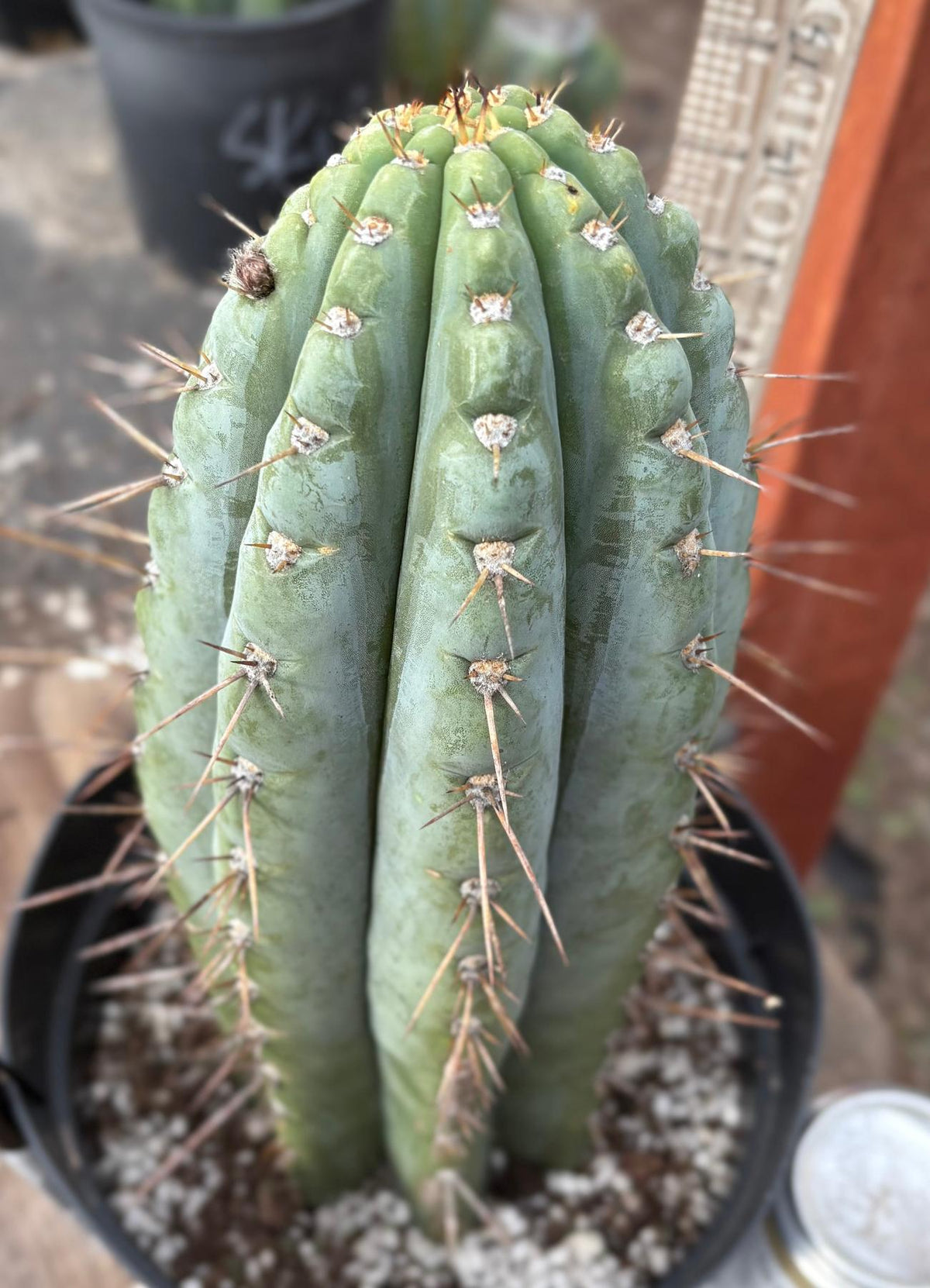 #EC256 EXACT Trichocereus Peruvianus Nibiru Cactus 12.5"-Cactus - Large - Exact-The Succulent Source
