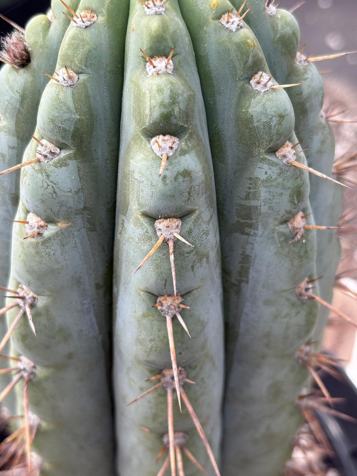 #EC256 EXACT Trichocereus Peruvianus Nibiru Cactus 12.5"-Cactus - Large - Exact-The Succulent Source