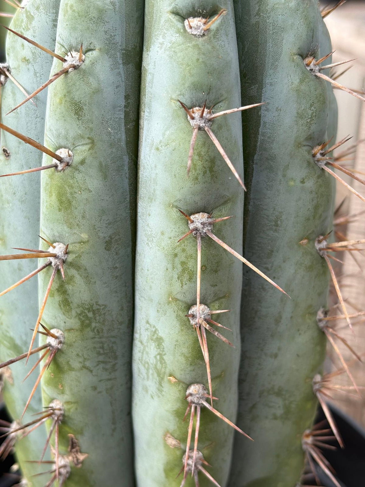 #EC256 EXACT Trichocereus Peruvianus Nibiru Cactus 12.5"-Cactus - Large - Exact-The Succulent Source