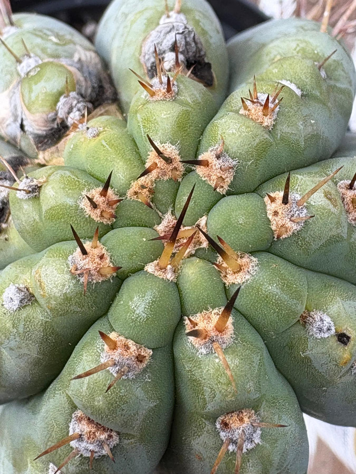 #EC256 EXACT Trichocereus Peruvianus Nibiru Cactus 12.5"-Cactus - Large - Exact-The Succulent Source