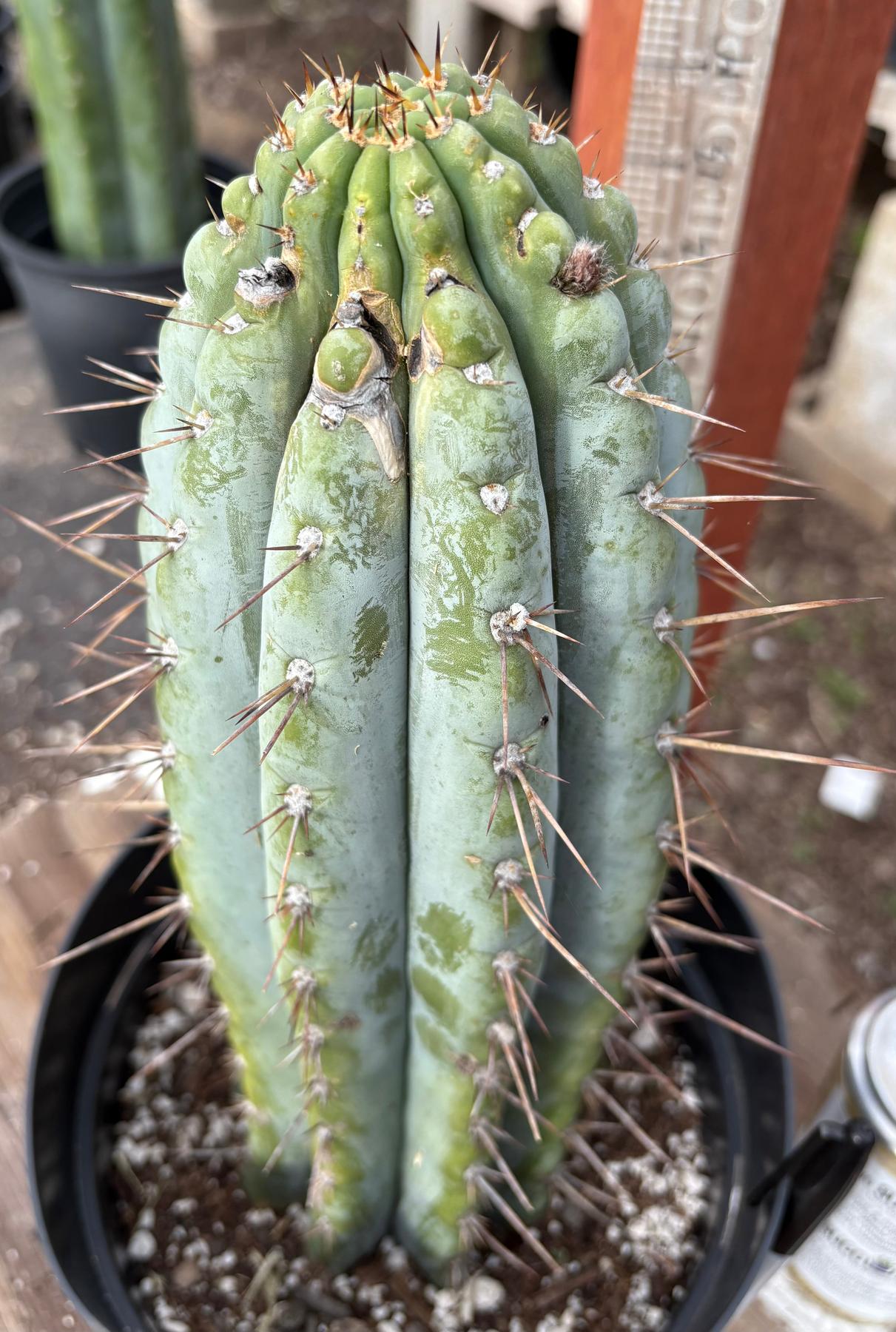san pedro cactus guy #EC256 EXACT Trichocereus Peruvianus Nibiru Cactus 12.5"