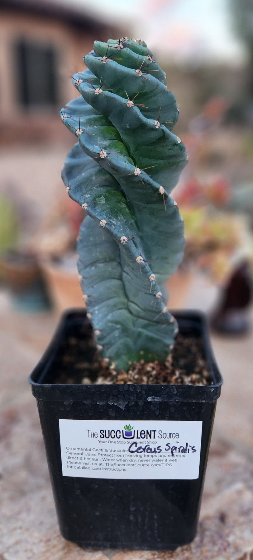 #EC257 EXACT Cereus Spiralis Spiral Cactus 12-14
