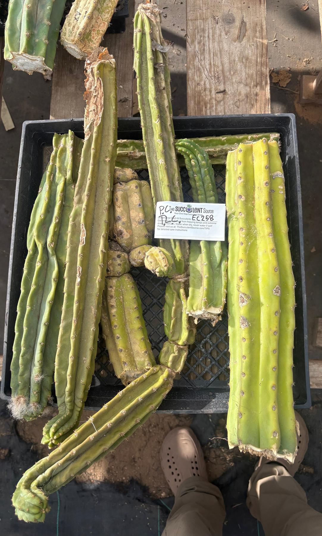 #EC258 EXACT Trichocereus Pachanoi PC TLC Cactus CUTTING Lot-Cactus - Large - Exact-The Succulent Source