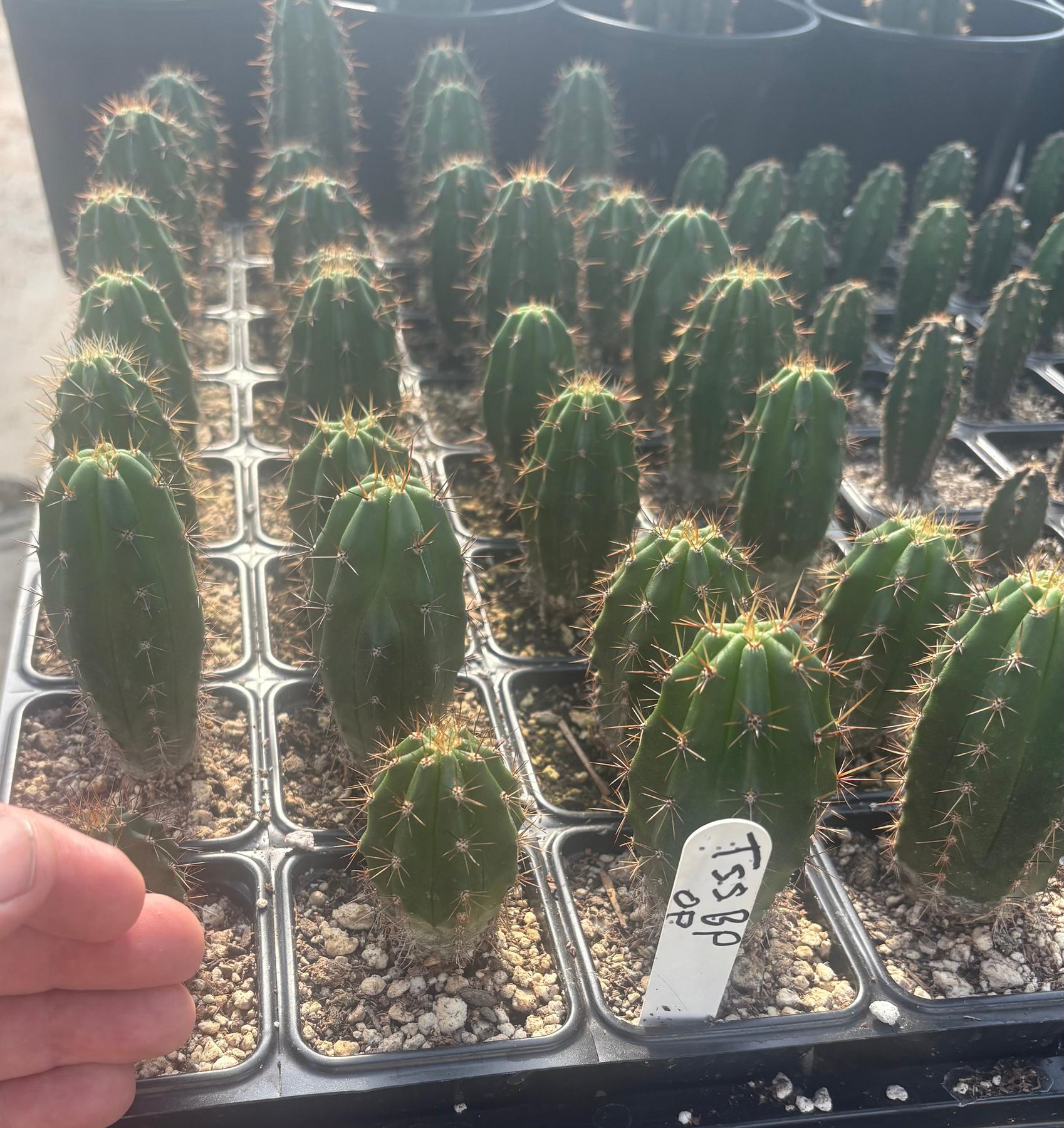 #EC259 Trichocereus Peruvianus TSSBP Cactus approx 3” Seedlings-Cactus - Large - Exact-The Succulent Source