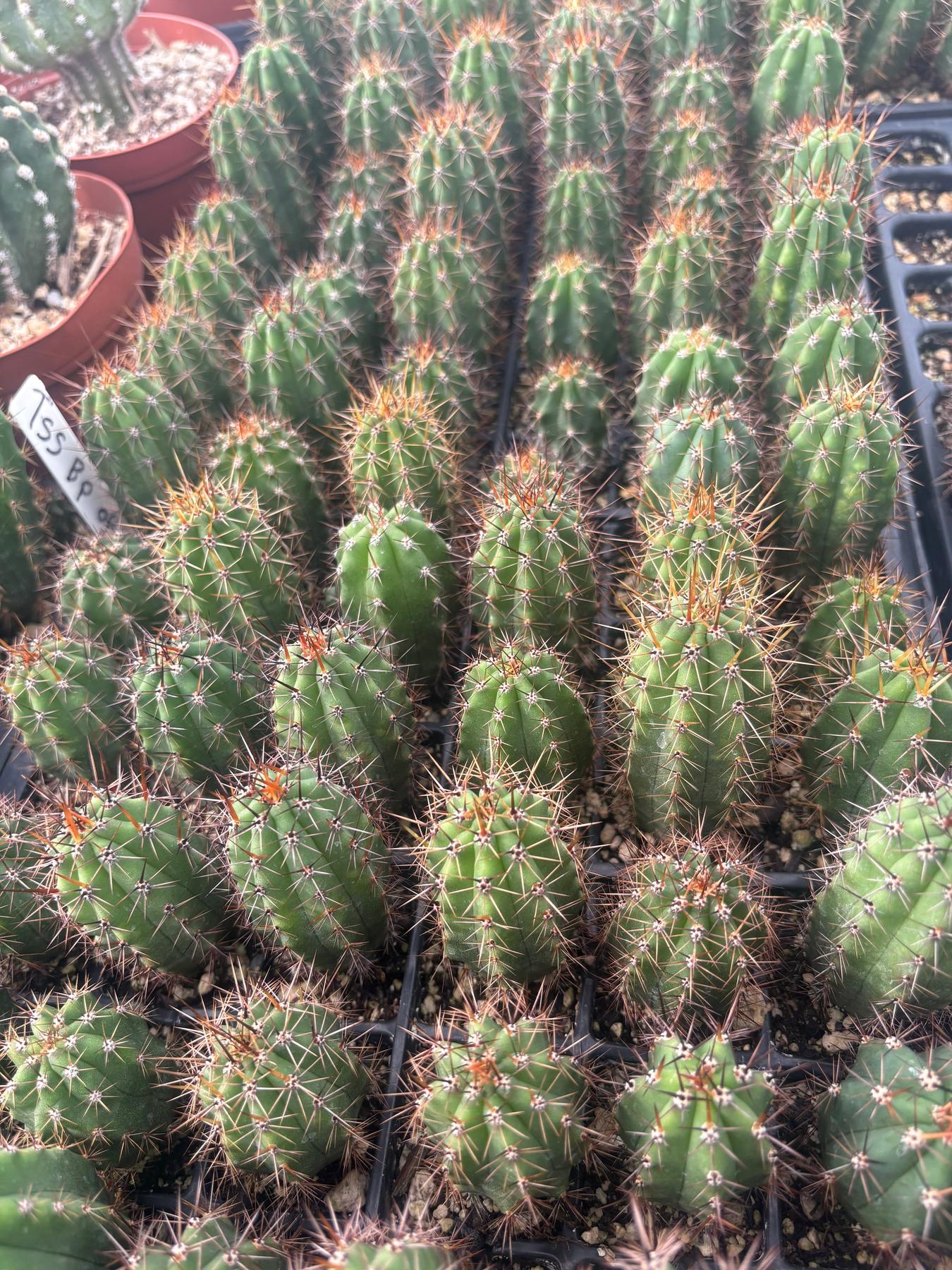 #EC259 Trichocereus Peruvianus TSSBP-OP Cactus Seedlings-Cactus - Large - Exact-The Succulent Source
