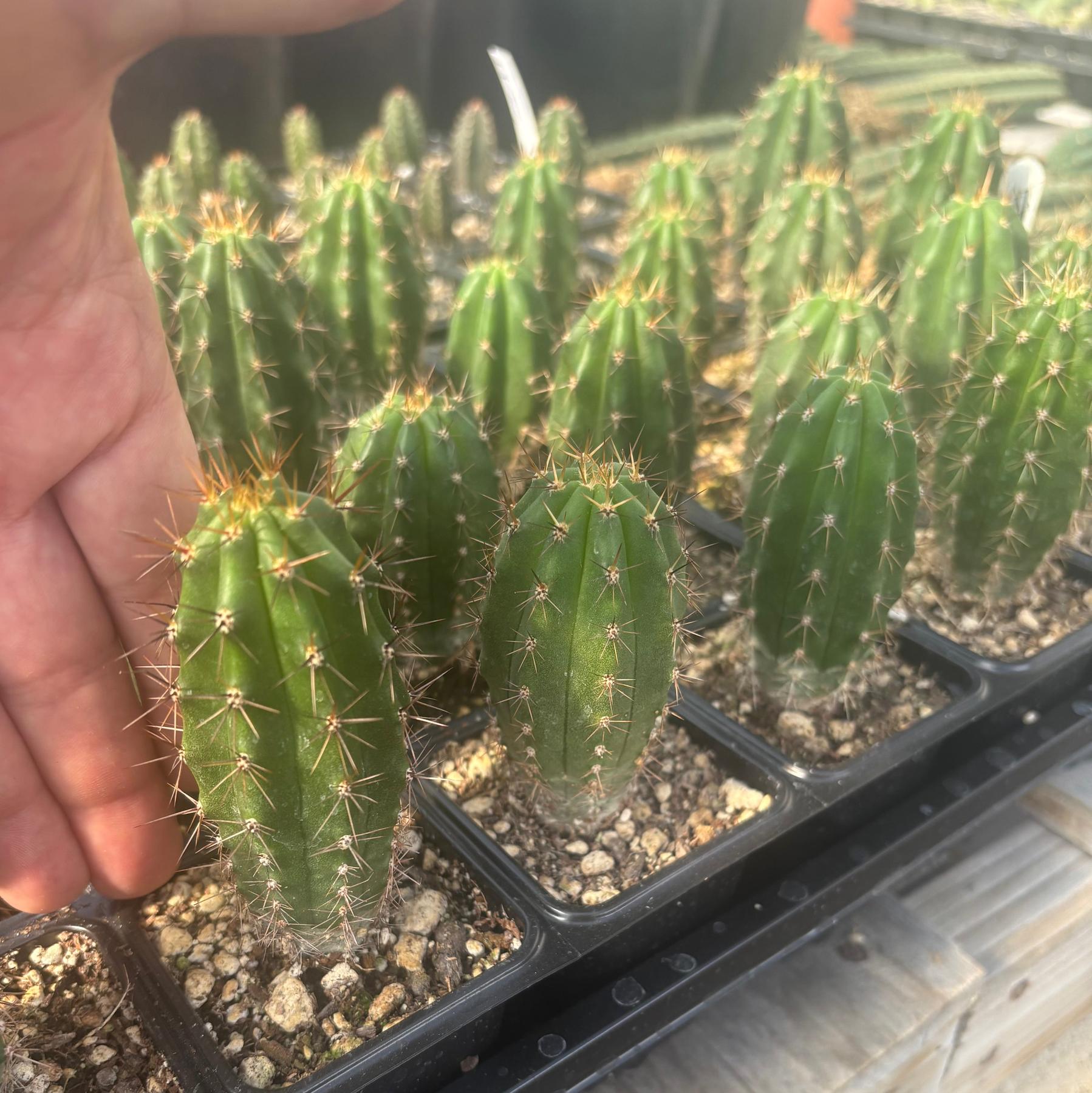 #EC259 Trichocereus Peruvianus TSSBP Cactus approx 3” Seedlings-Cactus - Large - Exact-The Succulent Source