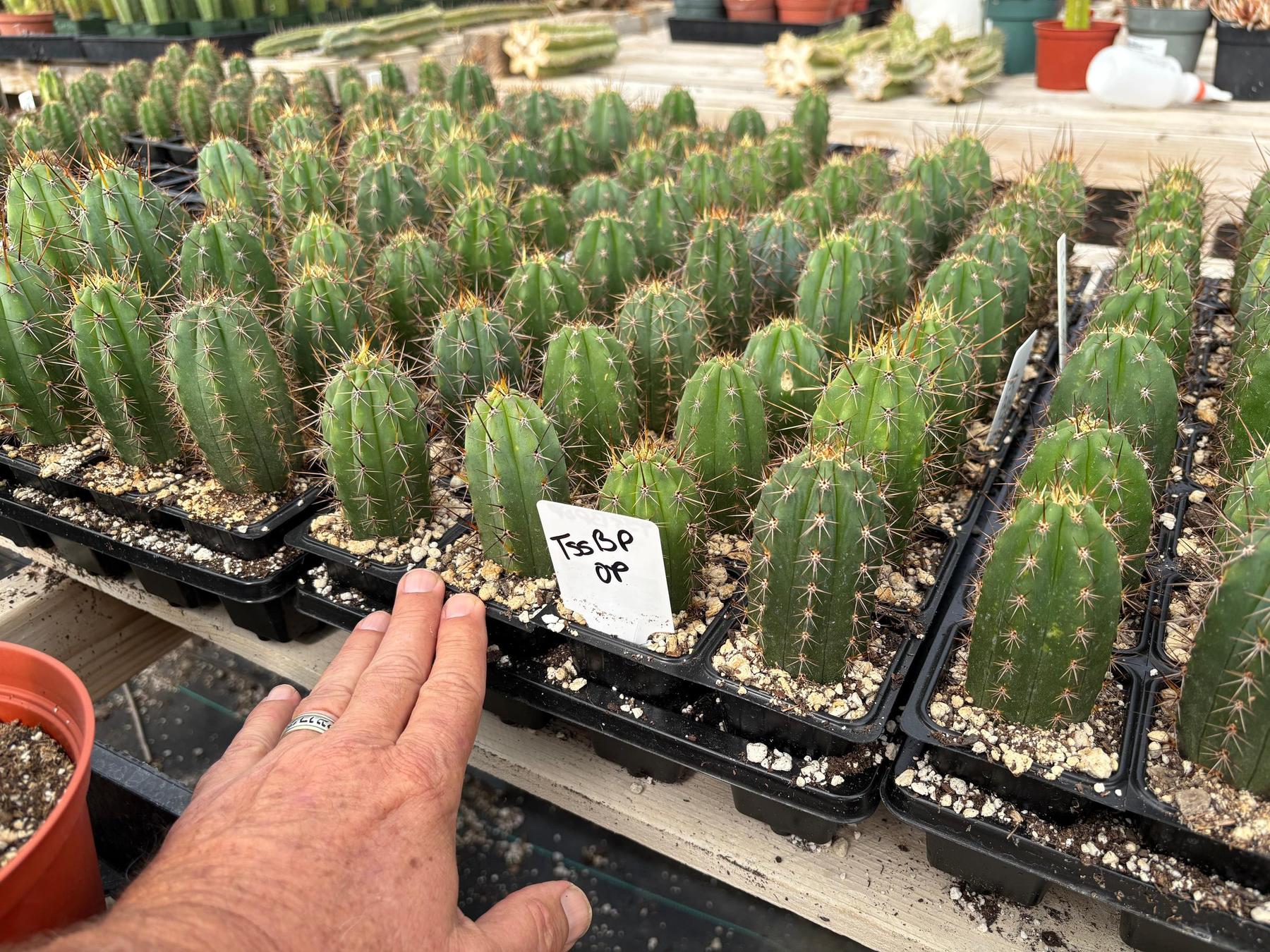 purchase san pedro cactus #EC259 Trichocereus Peruvianus TSSBP-OP Cactus Seedlings TSSBP -OP- 1 Seedling in 2.5” container