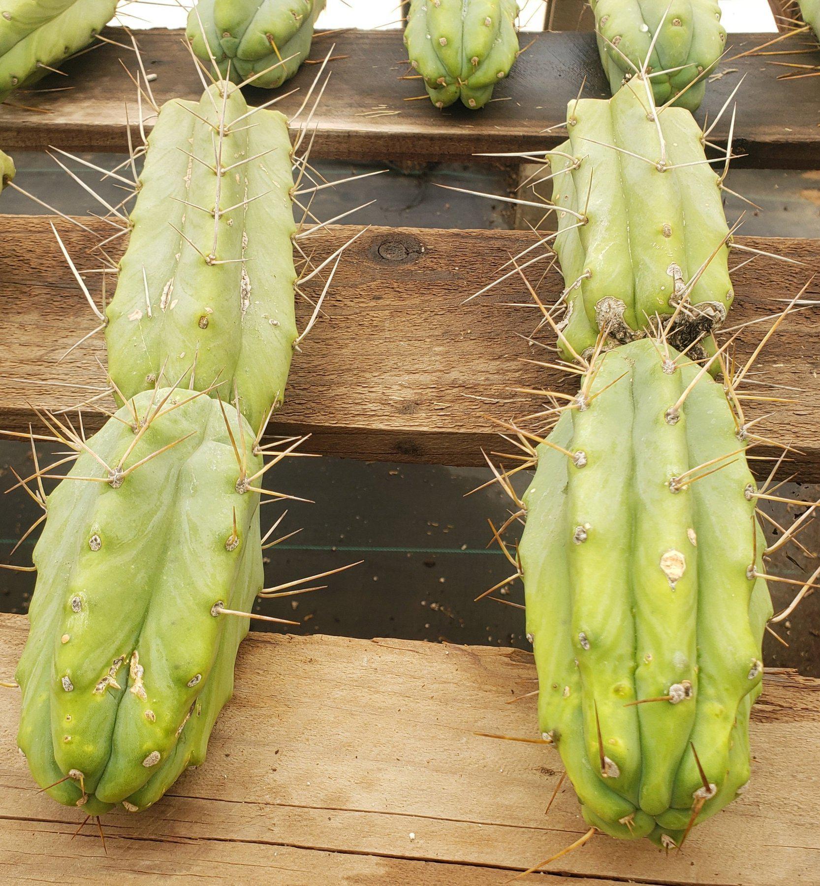 #EC26 EXACT Trichocereus Bridgesii Jiimz Cactus CUTTING 12"-Cactus - Large - Exact-The Succulent Source