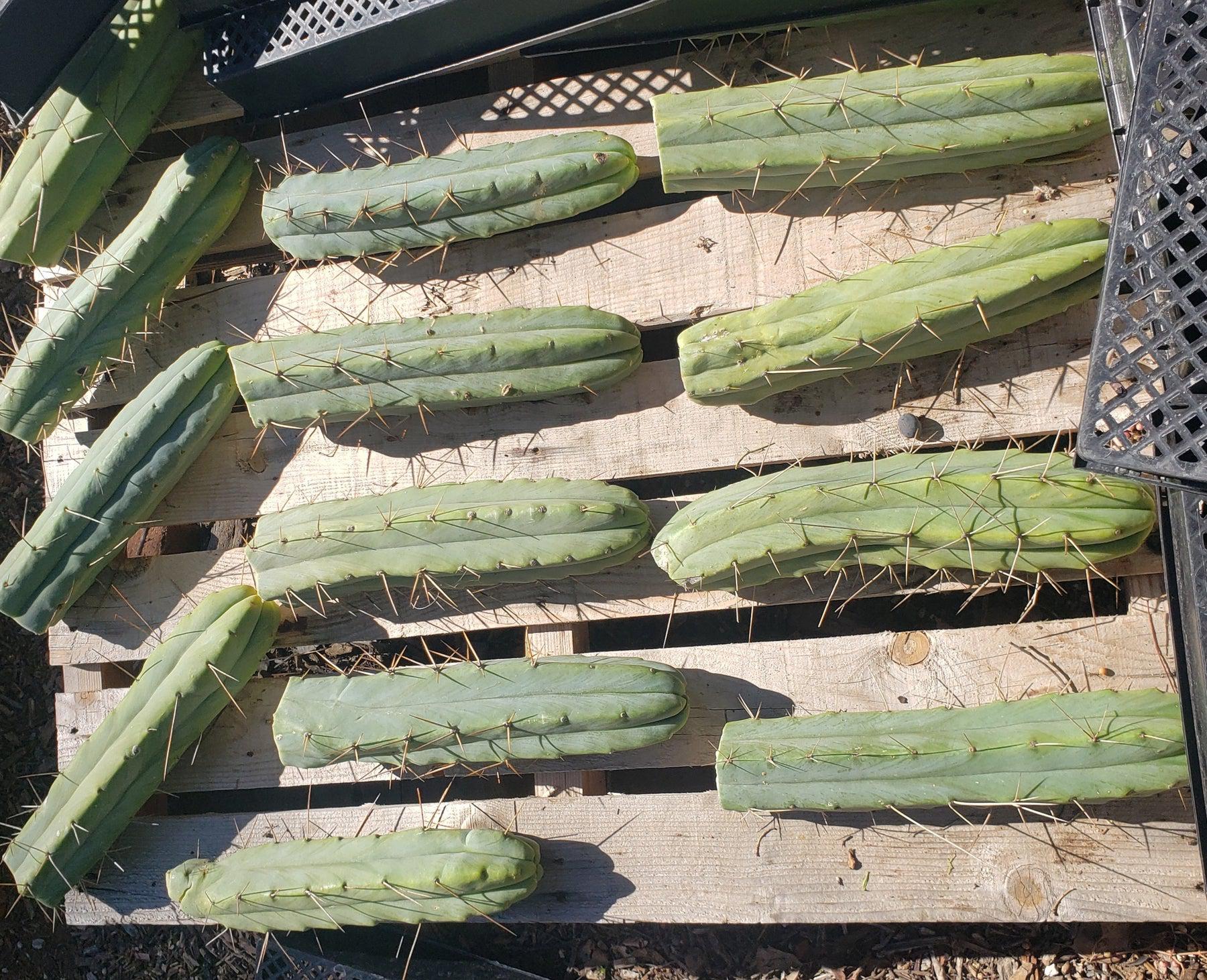 #EC26 EXACT Trichocereus Bridgesii Jiimz Cactus CUTTINGS various-Cactus - Large - Exact-The Succulent Source