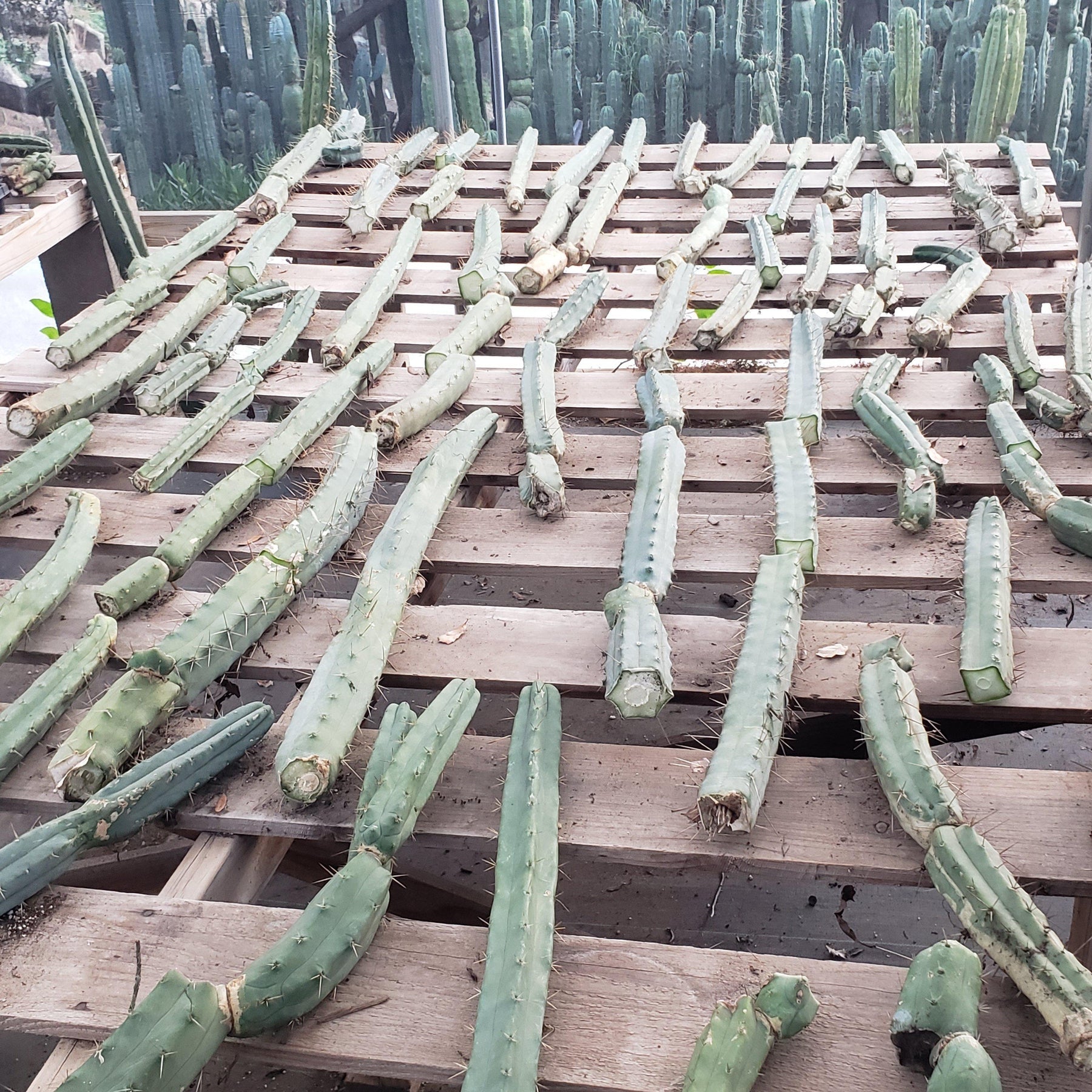 #EC26 EXACT Trichocereus Bridgesii Jiimz Cactus CUTTINGS various-Cactus - Large - Exact-The Succulent Source