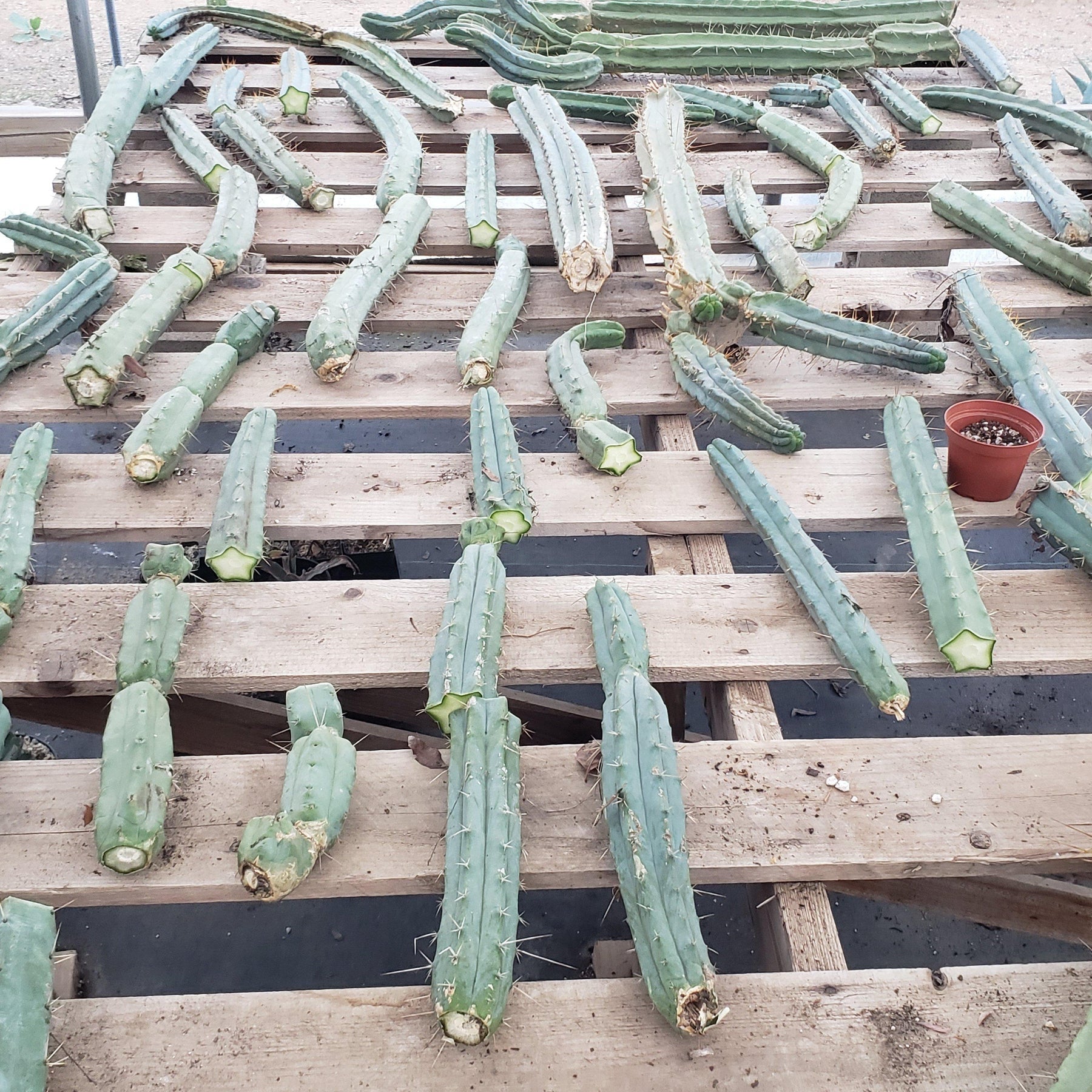 #EC26 EXACT Trichocereus Bridgesii Jiimz Cactus CUTTINGS various-Cactus - Large - Exact-The Succulent Source