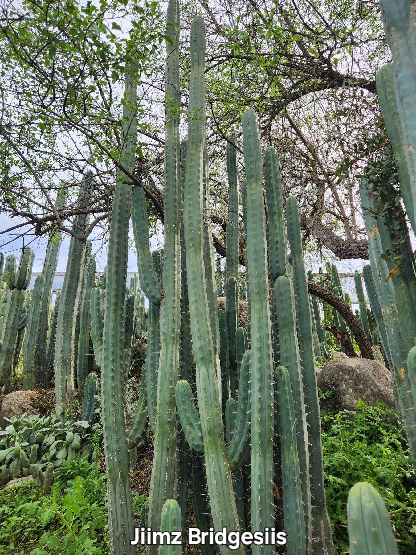 #EC26 EXACT Trichocereus Bridgesii Jiimz Cactus CUTTINGS various sizes-Cactus - Large - Exact-The Succulent Source