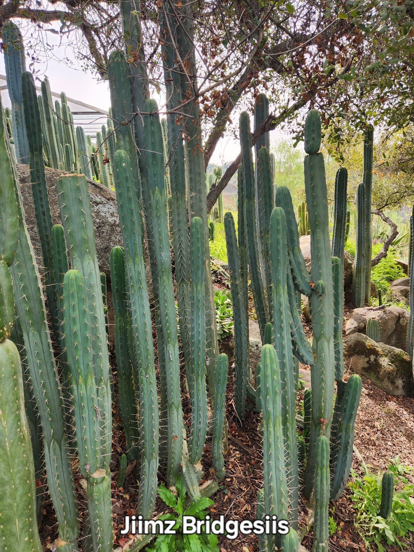#EC26 EXACT Trichocereus Bridgesii Jiimz Cactus CUTTINGS various sizes-Cactus - Large - Exact-The Succulent Source