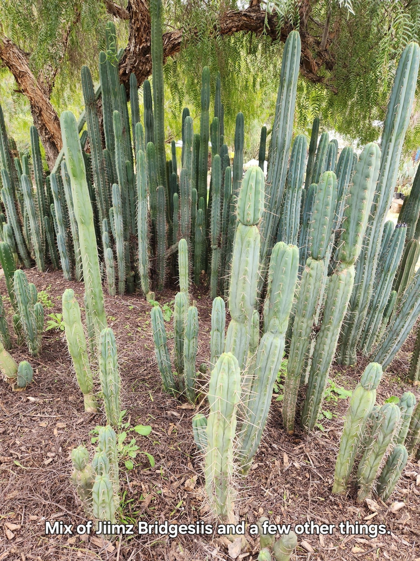 #EC26 EXACT Trichocereus Bridgesii Jiimz Cactus CUTTINGS various sizes-Cactus - Large - Exact-The Succulent Source