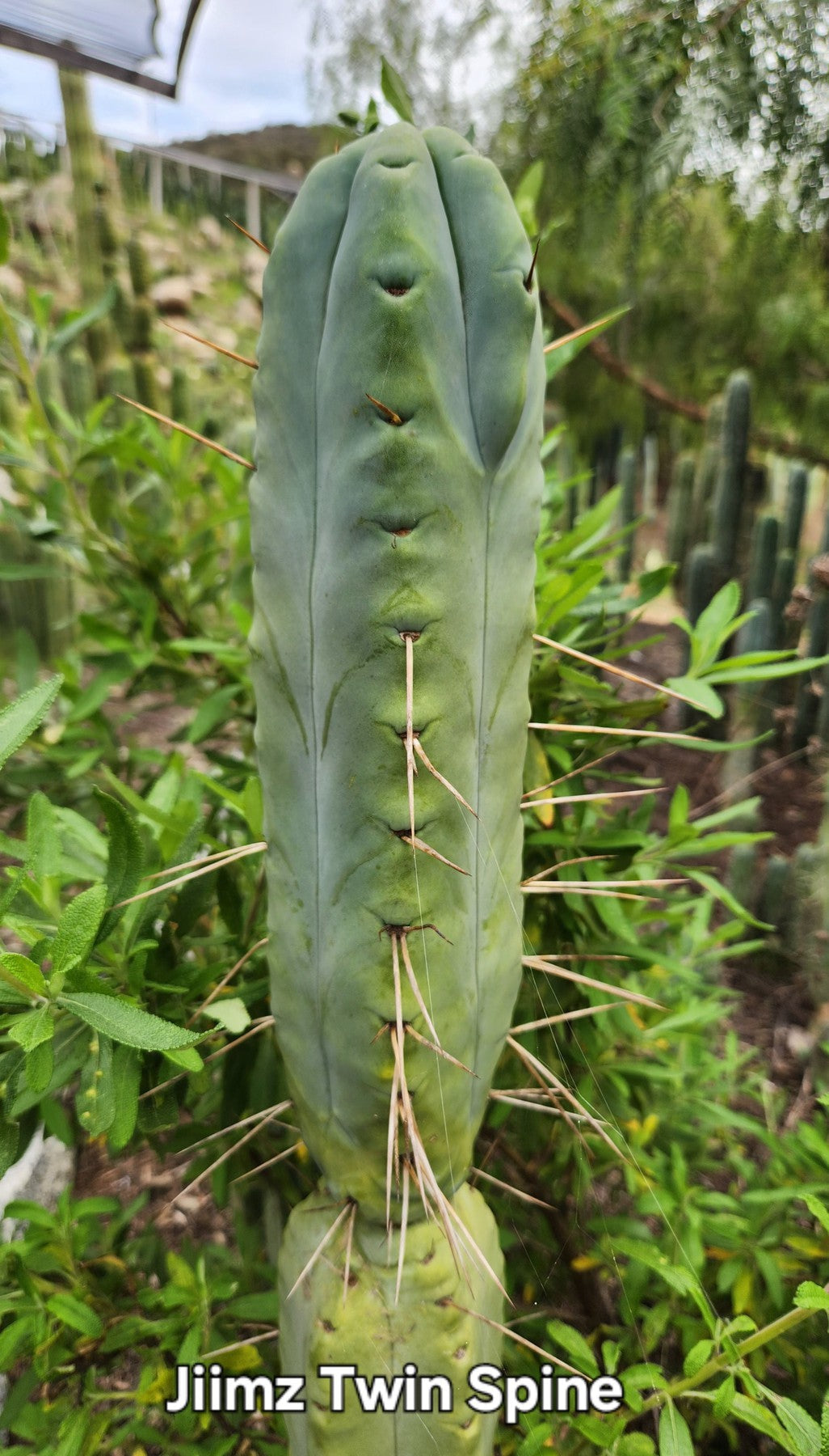 #EC26 EXACT Trichocereus Bridgesii Jiimz Cactus CUTTINGS various sizes-Cactus - Large - Exact-The Succulent Source
