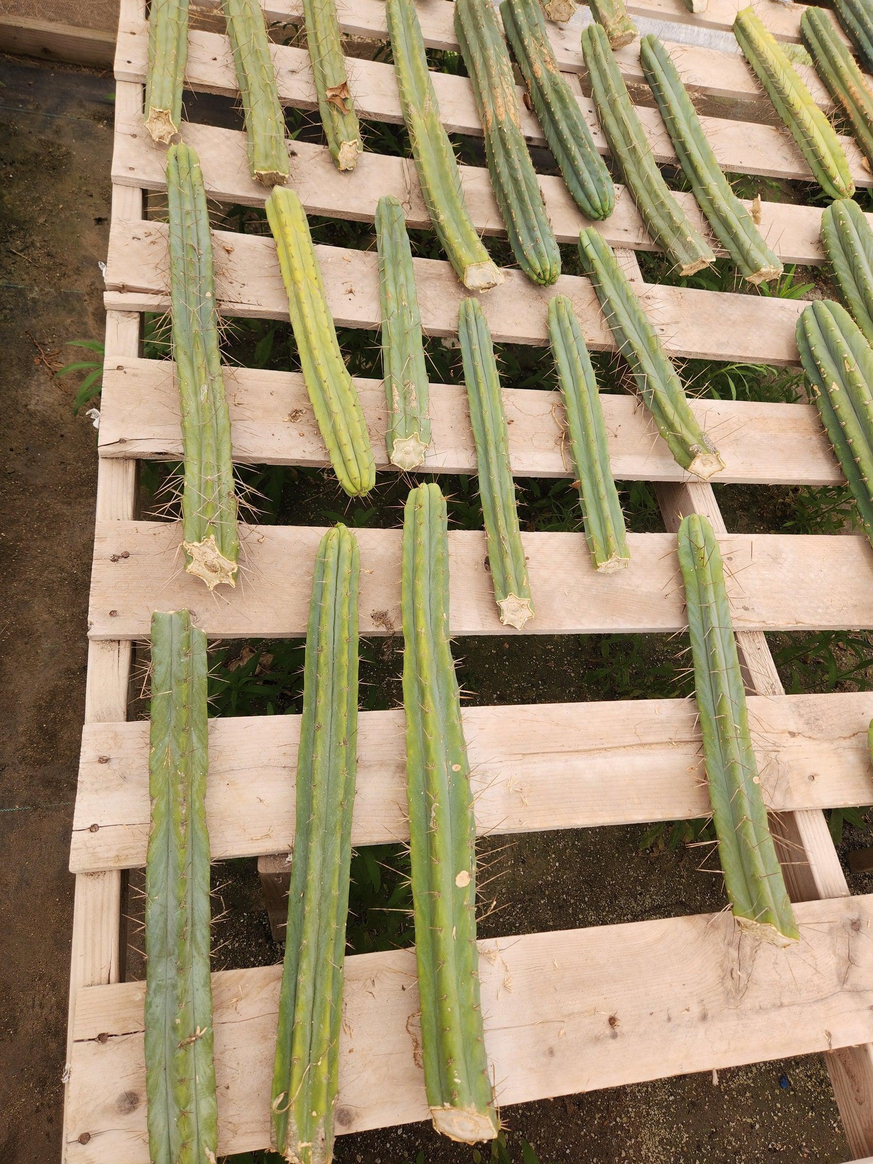 #EC26 EXACT Trichocereus Bridgesii Jiimz Cactus CUTTINGS various sizes-Cactus - Large - Exact-The Succulent Source