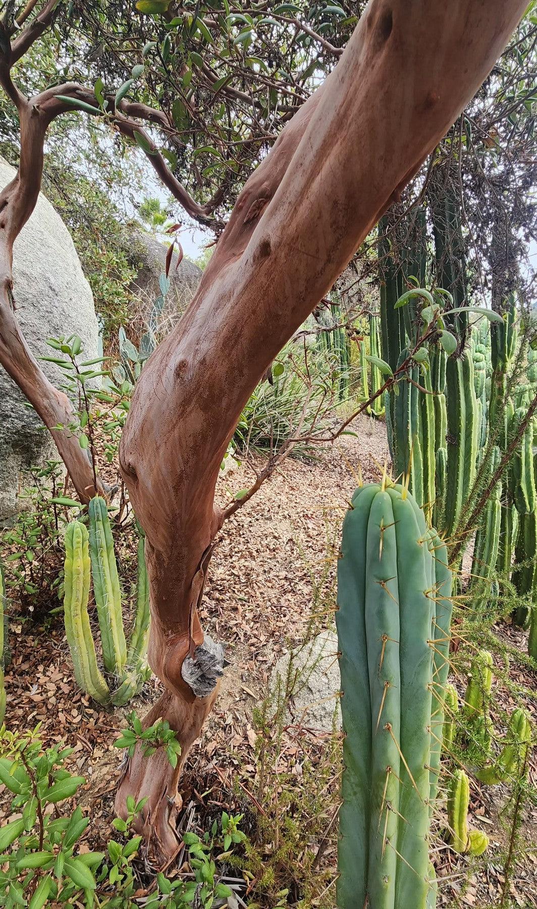 #EC26 EXACT Trichocereus Bridgesii Jiimz Cactus CUTTINGS various sizes-Cactus - Large - Exact-The Succulent Source