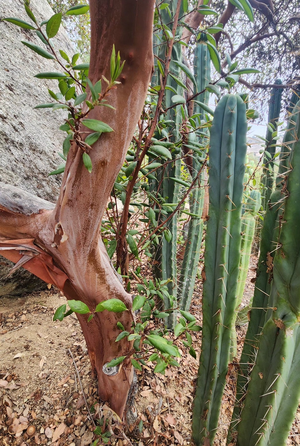 #EC26 EXACT Trichocereus Bridgesii Jiimz Cactus CUTTINGS various sizes-Cactus - Large - Exact-The Succulent Source