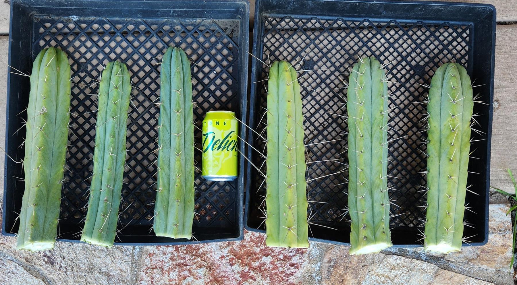 #EC26 EXACT Trichocereus Bridgesii Jiimz Cactus CUTTINGS various sizes-Cactus - Large - Exact-The Succulent Source