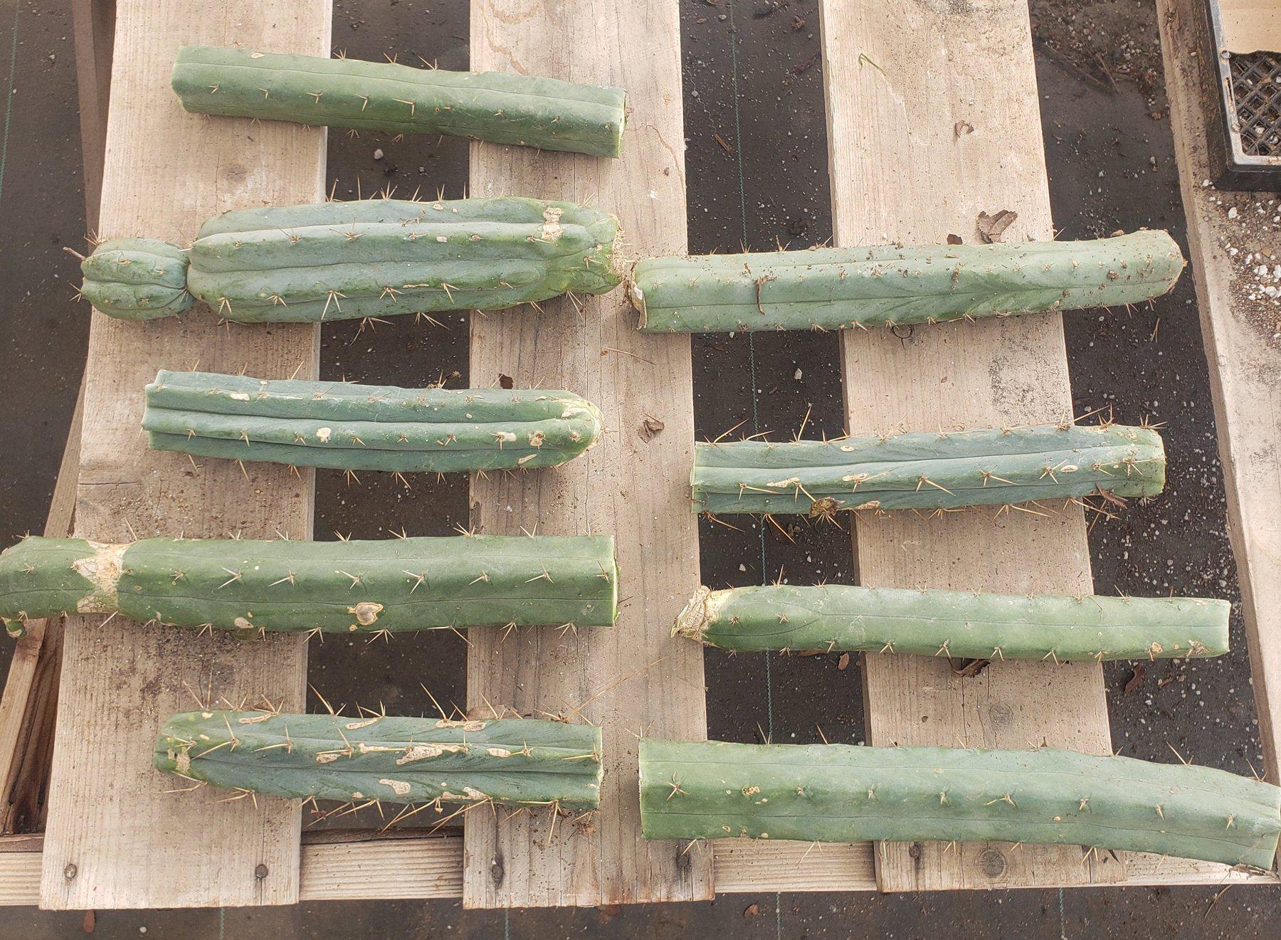 #EC26 EXACT Trichocereus Bridgesii Jiimz Cactus CUTTING 12"-Cactus - Large - Exact-The Succulent Source